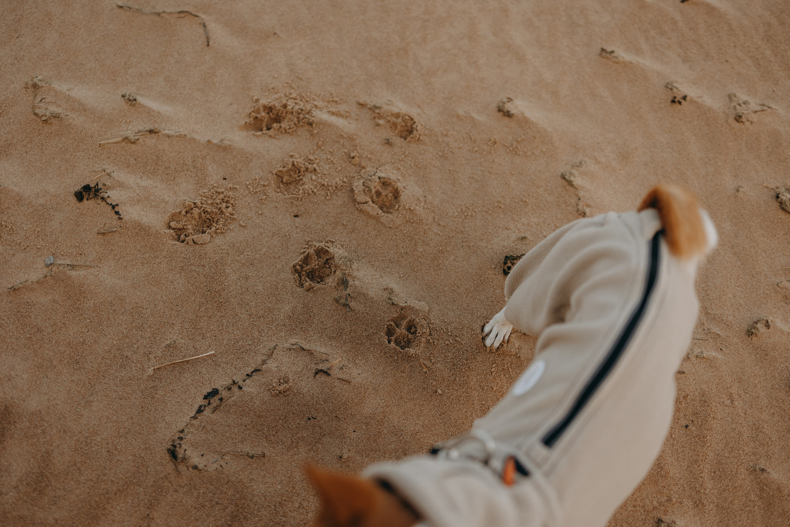 Алиса и Лео. Фотограф — Анималист | Санкт-Петербург