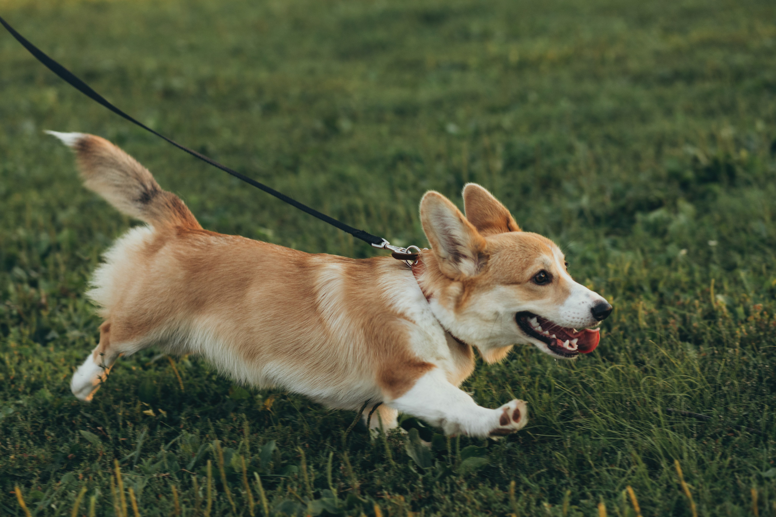 4 лапы, 2 пары ног и одно сердечко на троих ❤. Фотограф Анастасия Романова Рязань