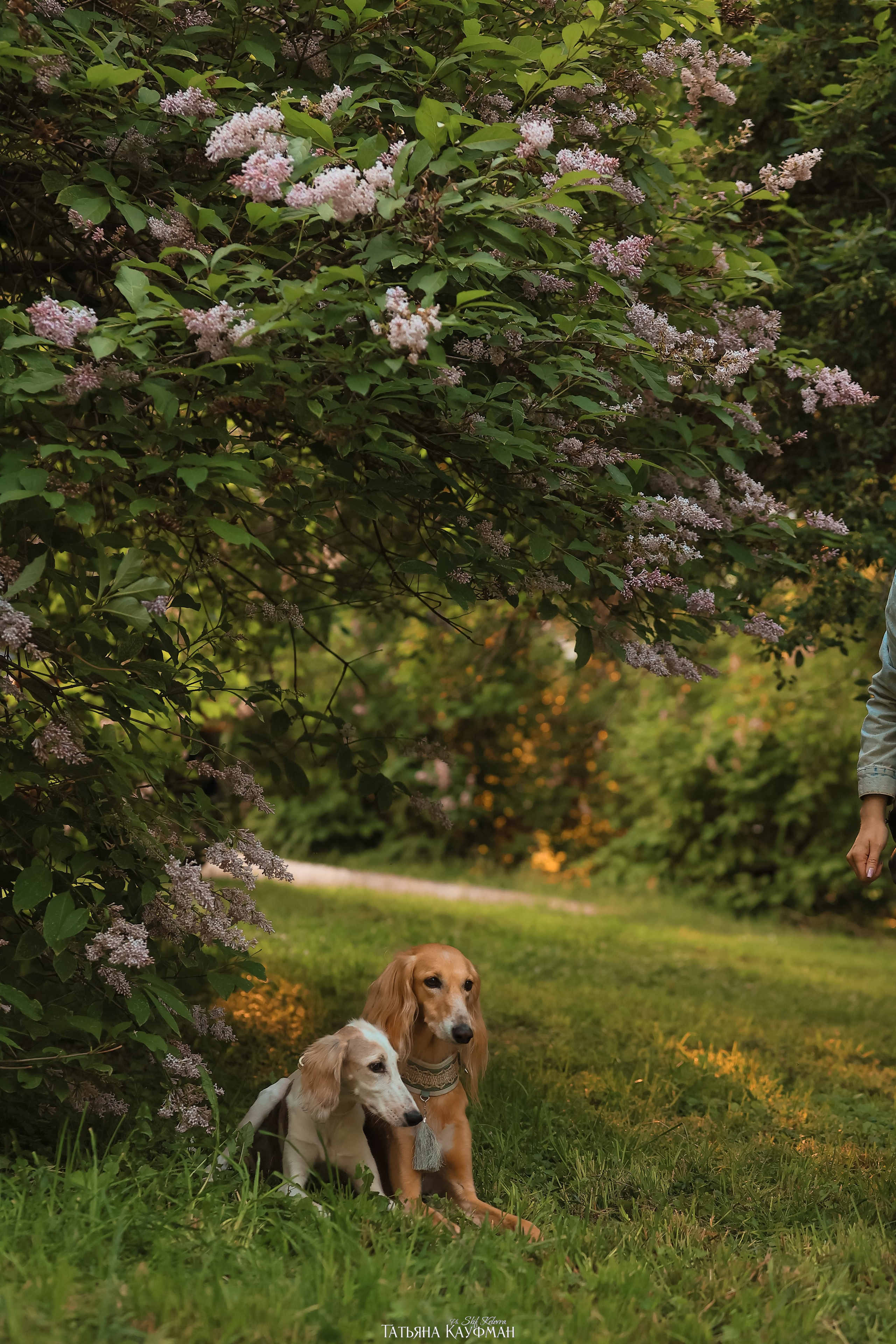 Салюки, фотография салюки, собака в цветах, красивая собака, фотограф анималист, фотокурс Анималистика, научиться фотографировать собак