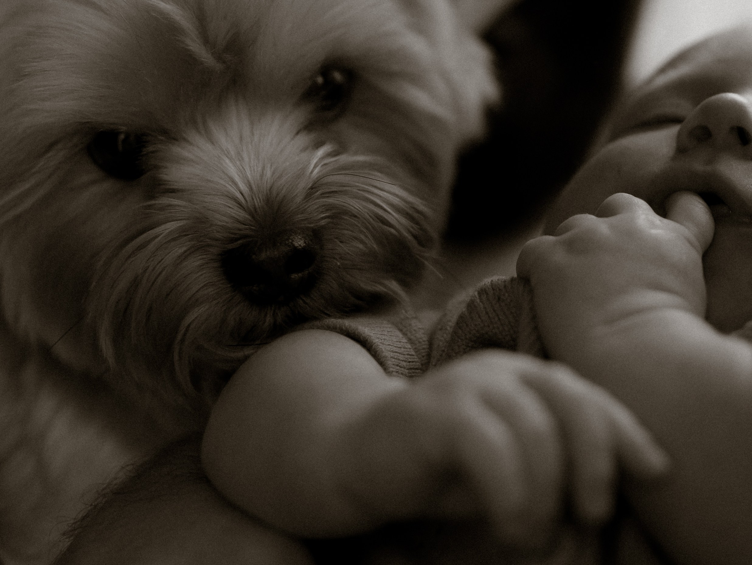 Фотограф во Владимире, Москве и Суздале-Виктория Чистякова