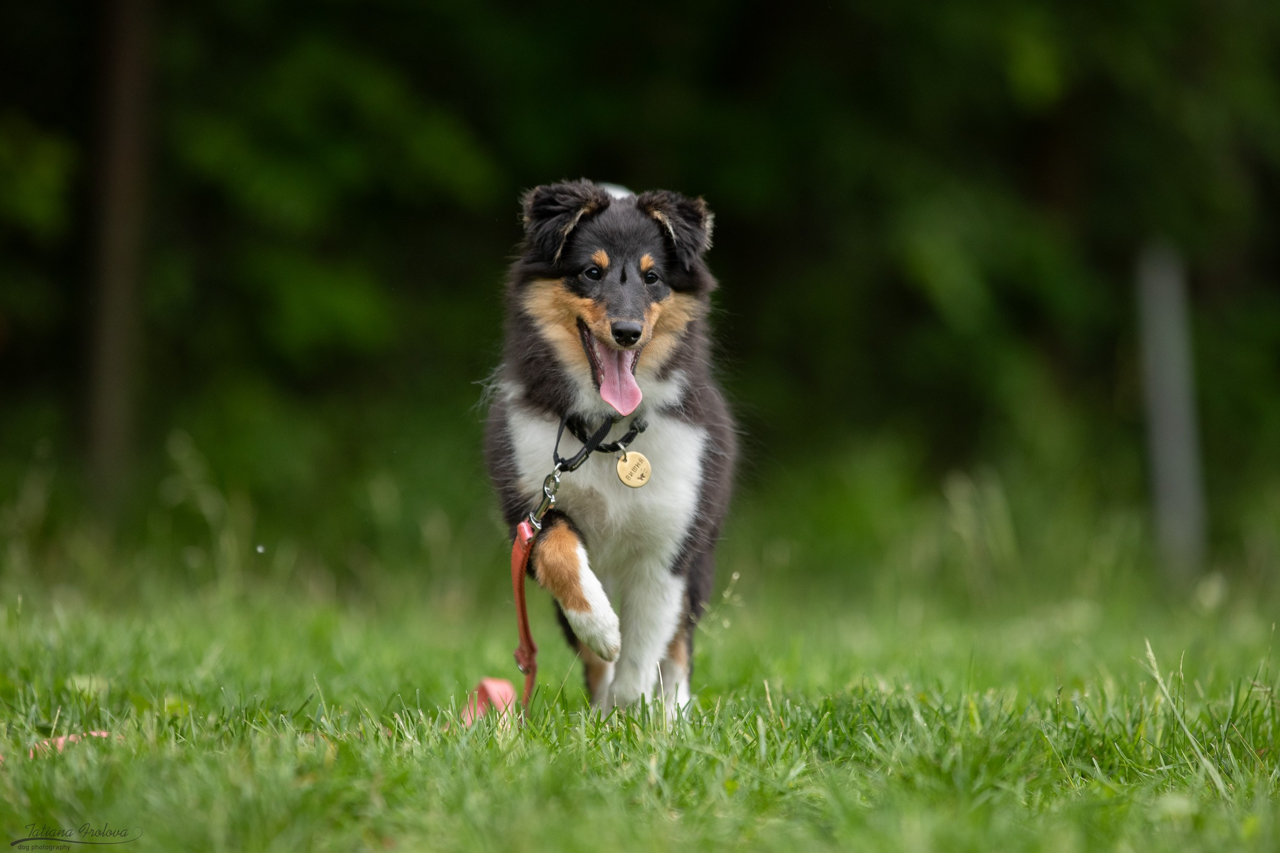 Репортаж с выводки молодняка колли/шелти в Ясенево. Фотограф-анималист в Москве и Московской области Татьяна Фролова