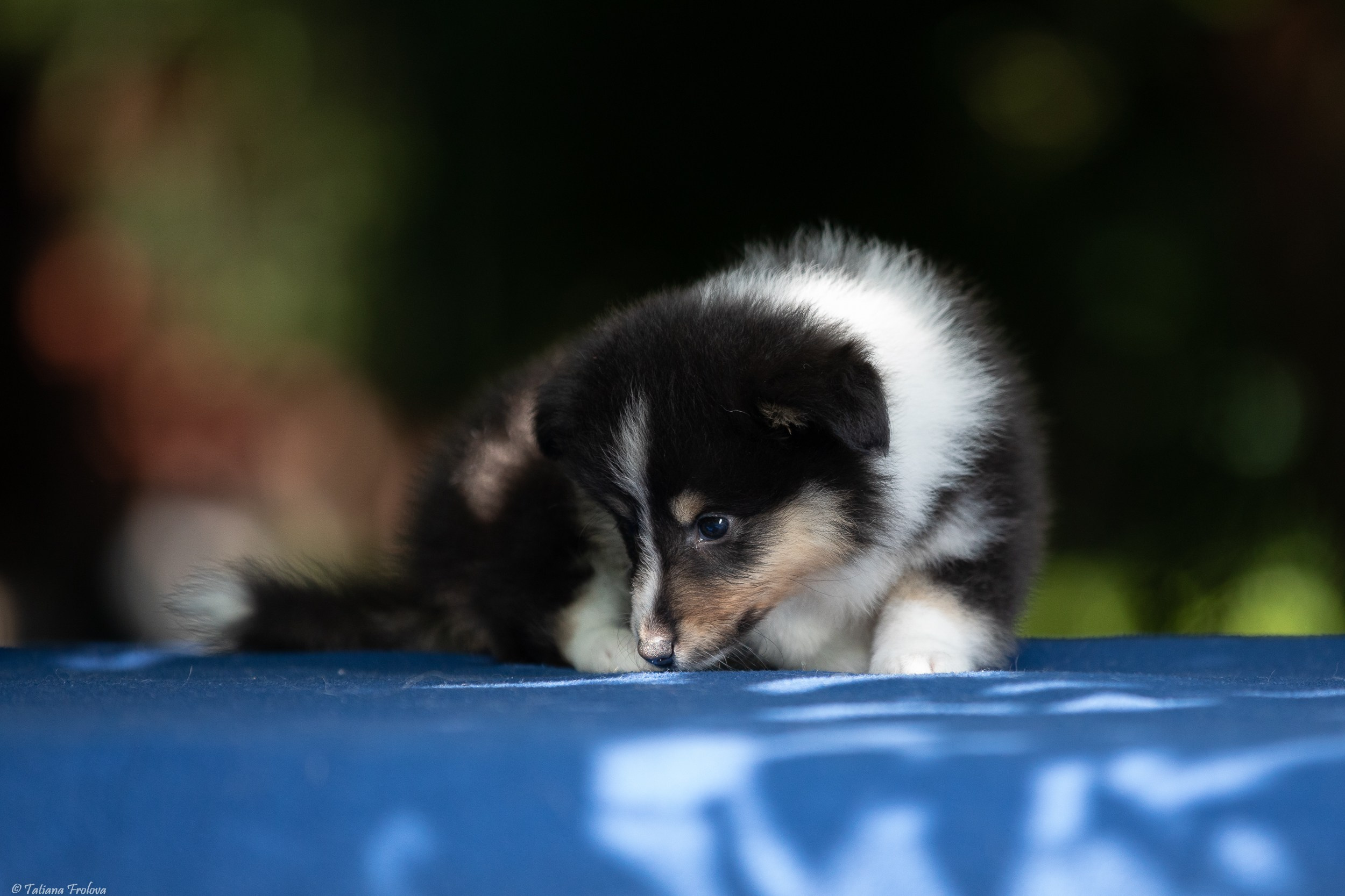 Фото помета щенков для продажи. Фотограф-анималист в Москве и Московской области Татьяна Фролова