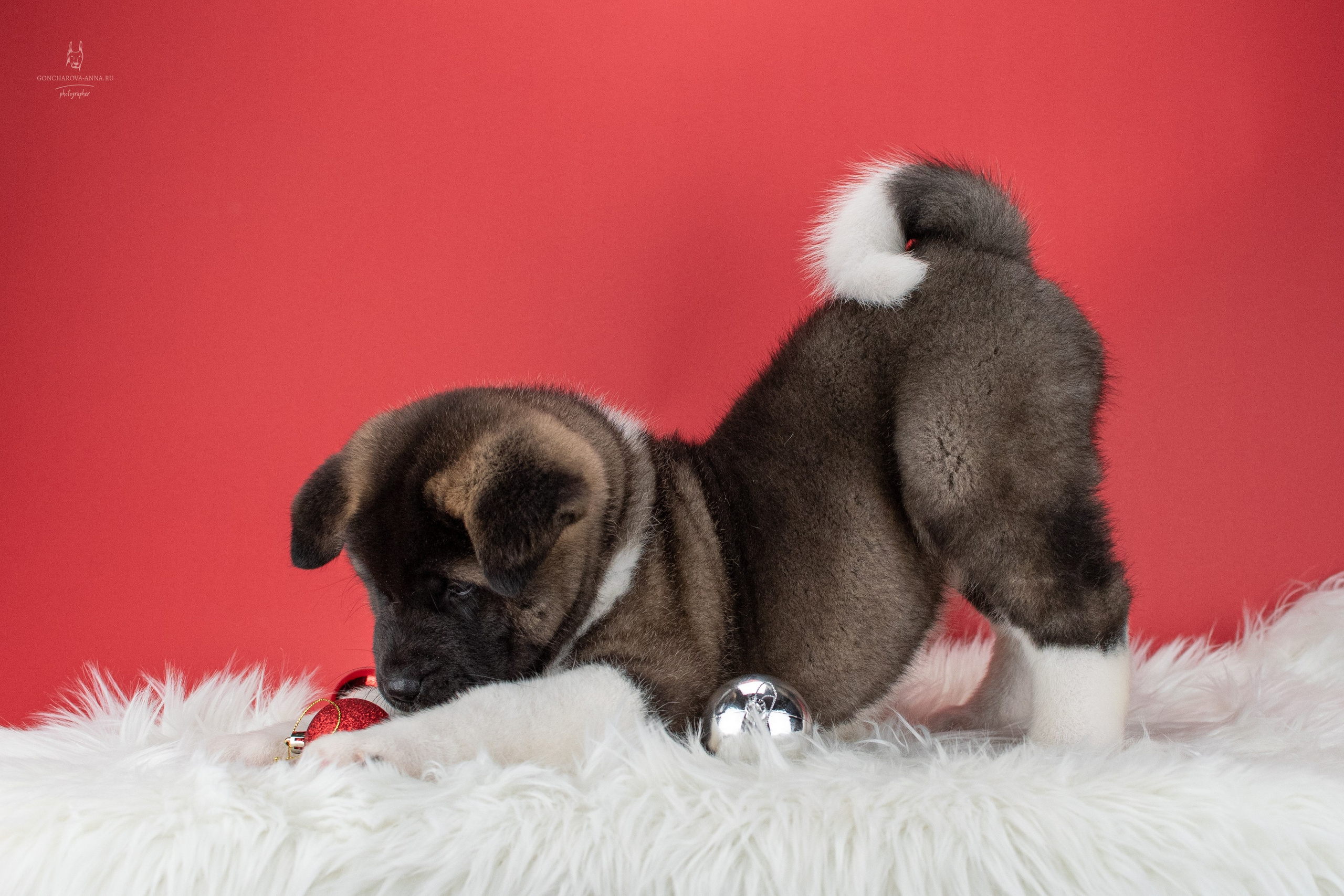 Съемка щенков. Фотограф анималист в Ростове I Гончарова Анна