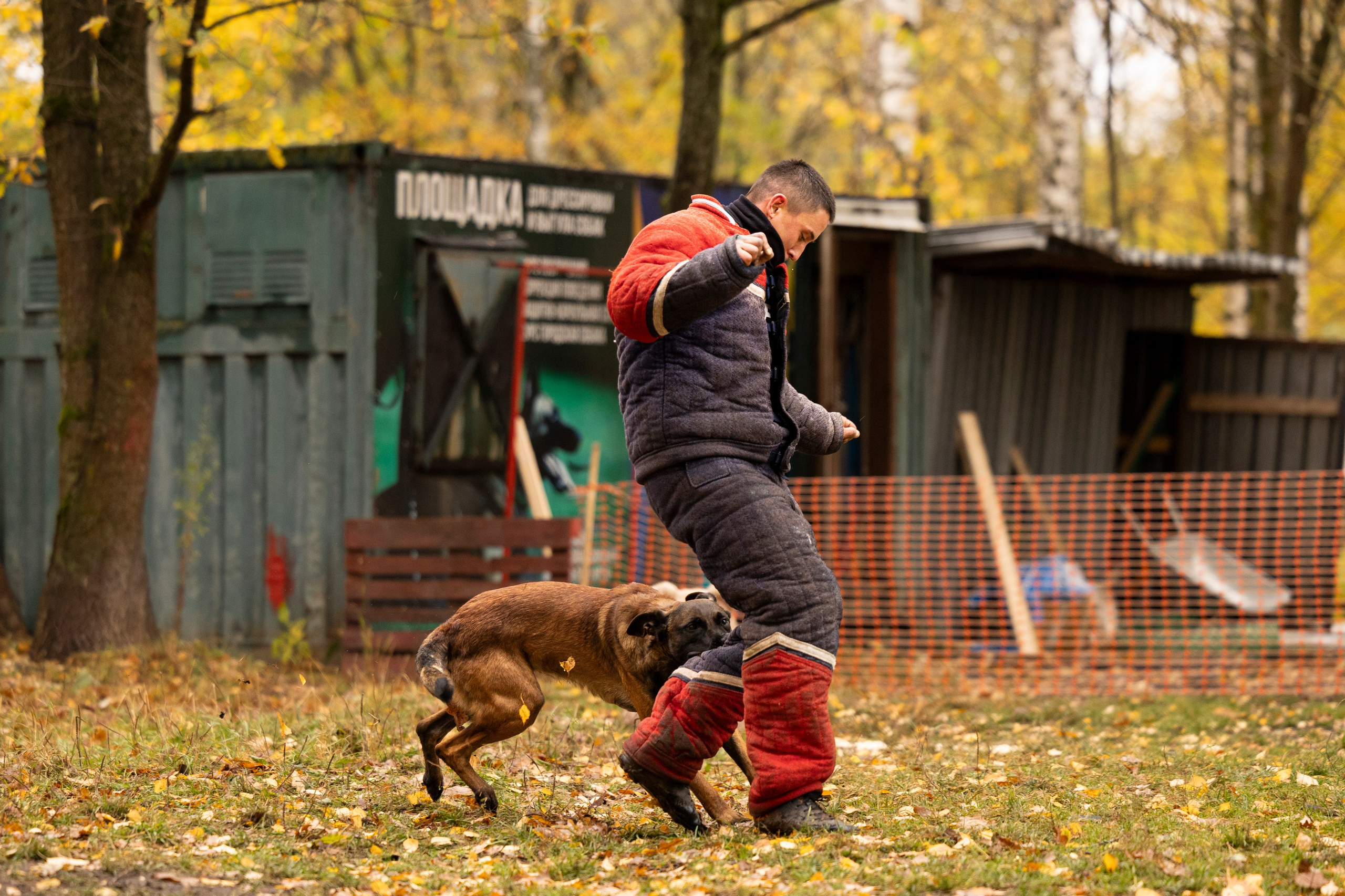 Соревнования по Мондьорингу г. Вологда. Фотограф-анималист Анна Маринич