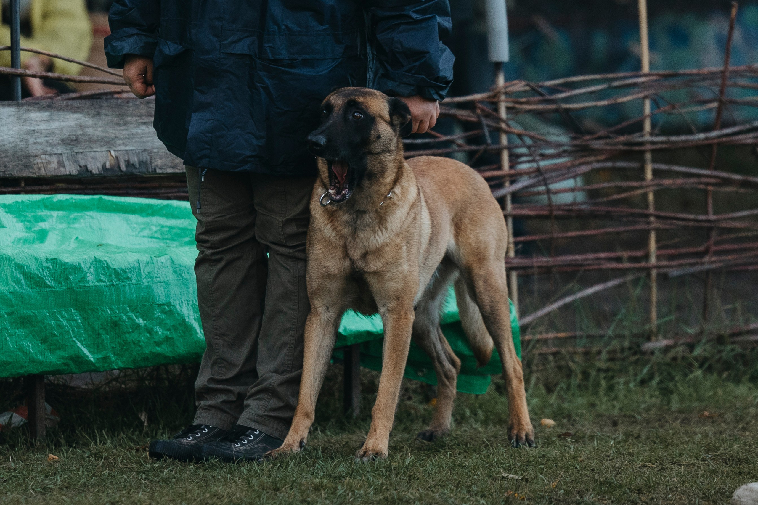 Испытания по мондьорингу г. Пушкин 29.09.2024. Фотограф-анималист Анна Маринич