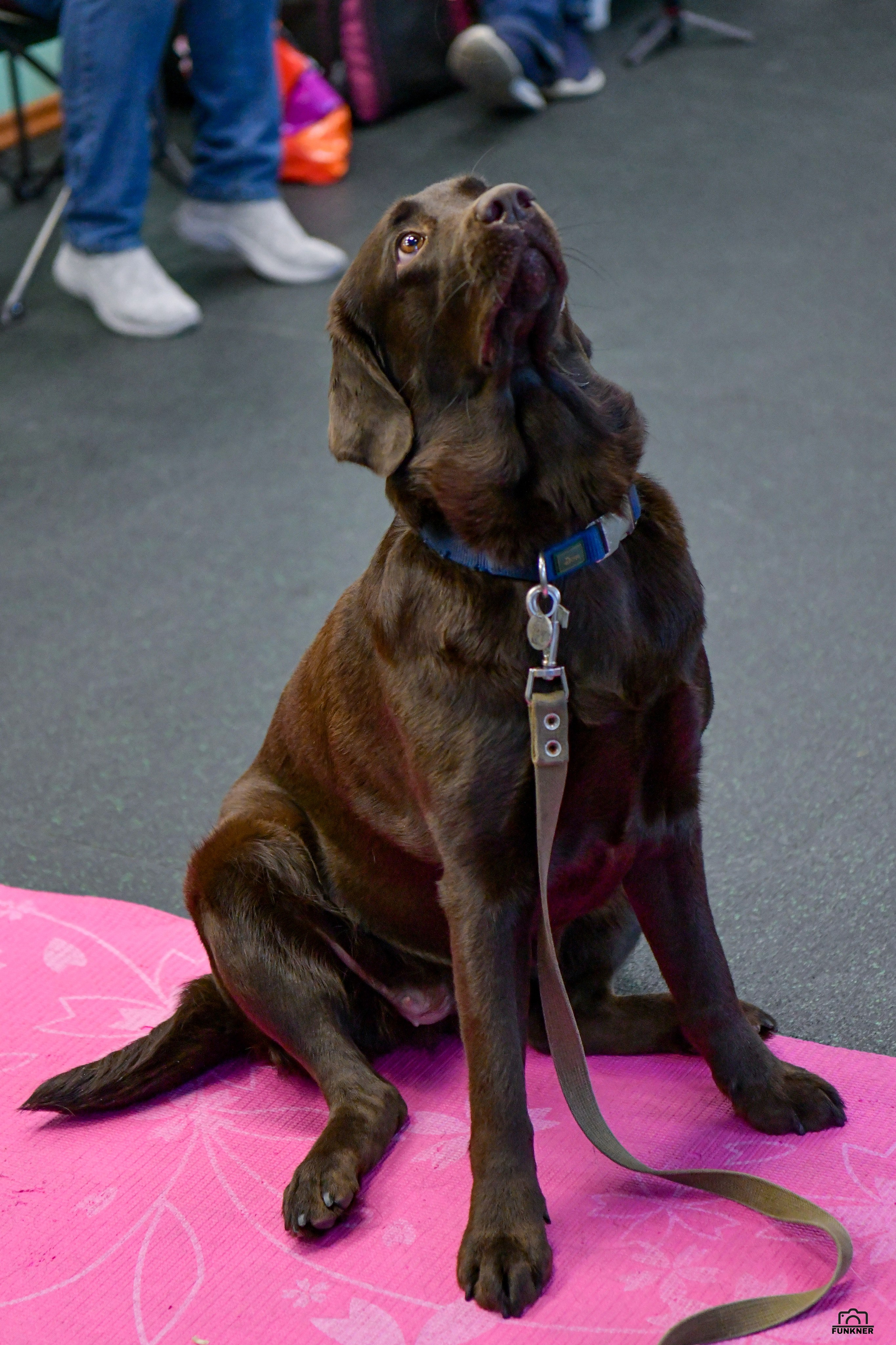 Кинологический клуб «Бодрый хвост». Свой взгляд через объектив