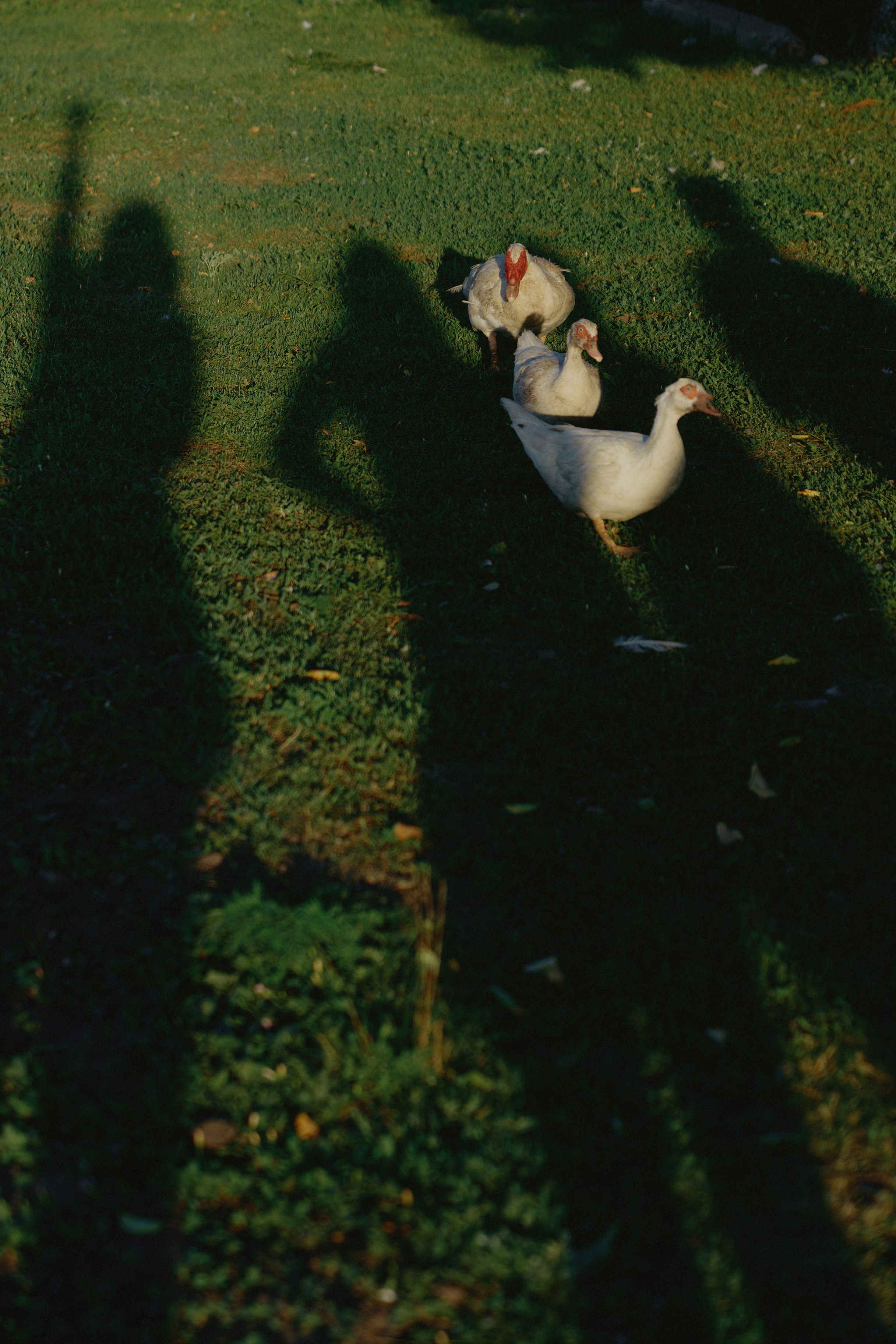 Сountry love. Свадебный фотограф в Ростовe-на-Дону Анастасия Прутова