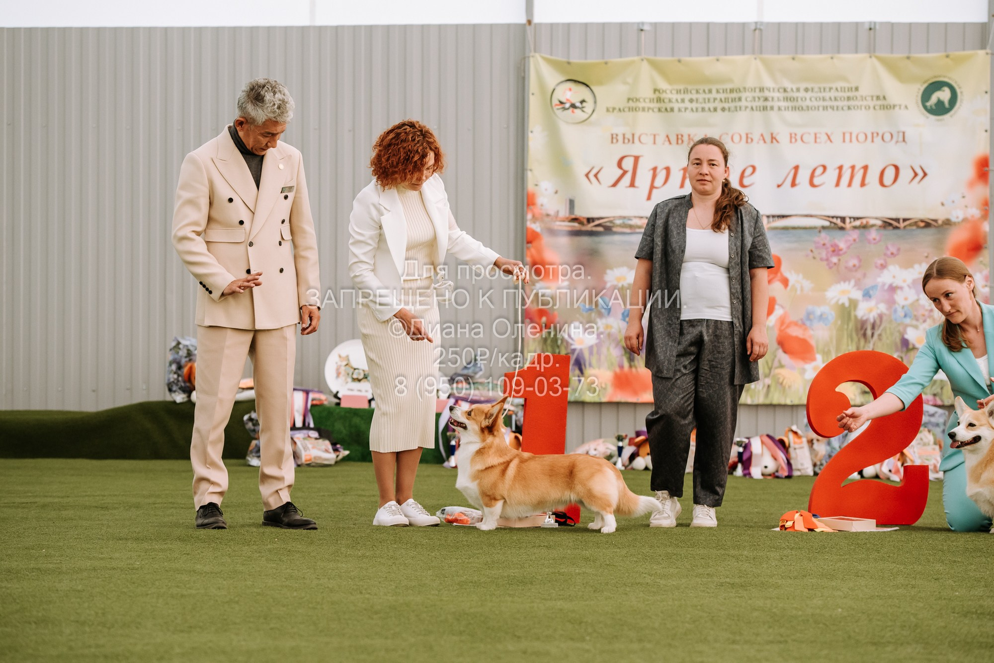 Выставка собак Красноярск 2.06. Фотограф Диана Оленина Красноярск / Братск