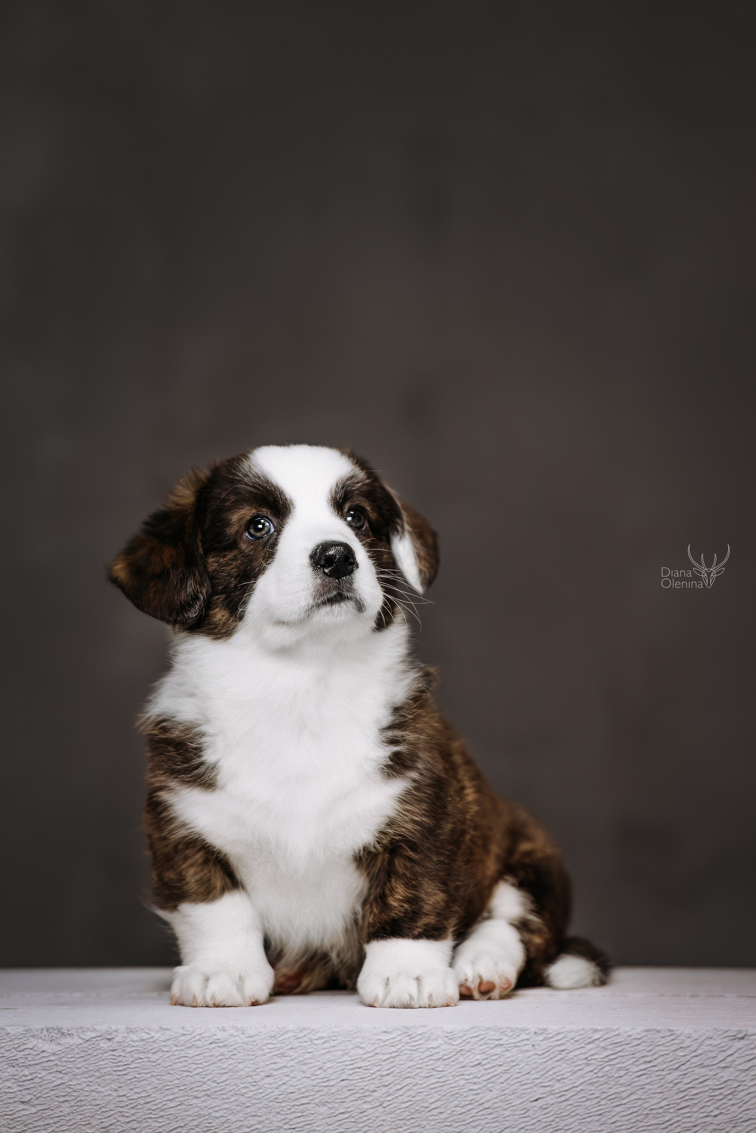 Помет Вельш Корги Кардиган. Фотограф Диана Оленина Красноярск / Братск