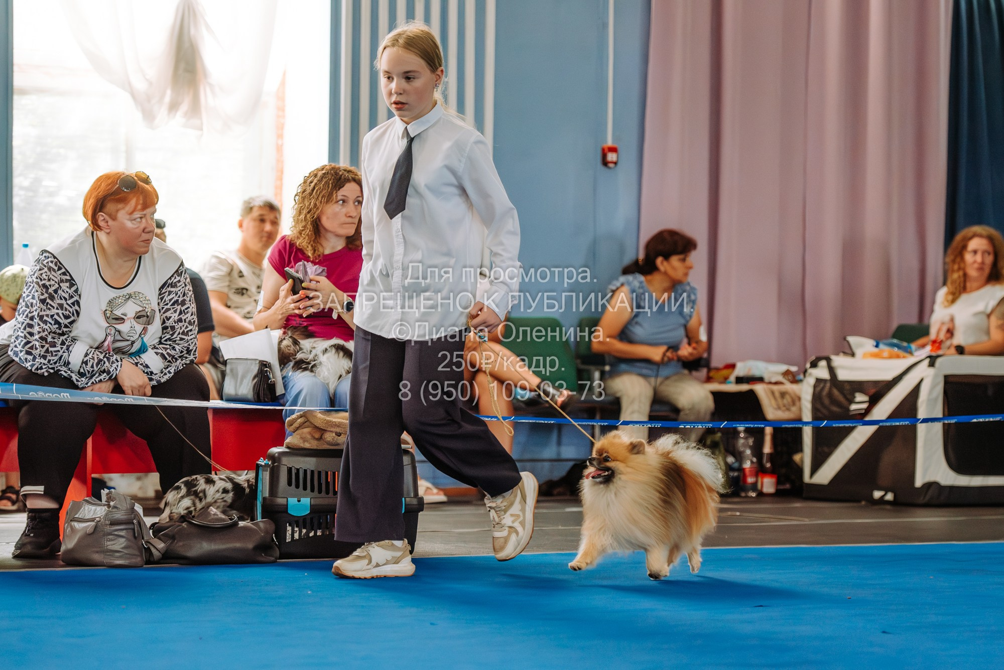 Национальная выставка собак всех пород ранга САС-IKU «Кубок Красноярск. Фотограф Диана Оленина Красноярск / Братск