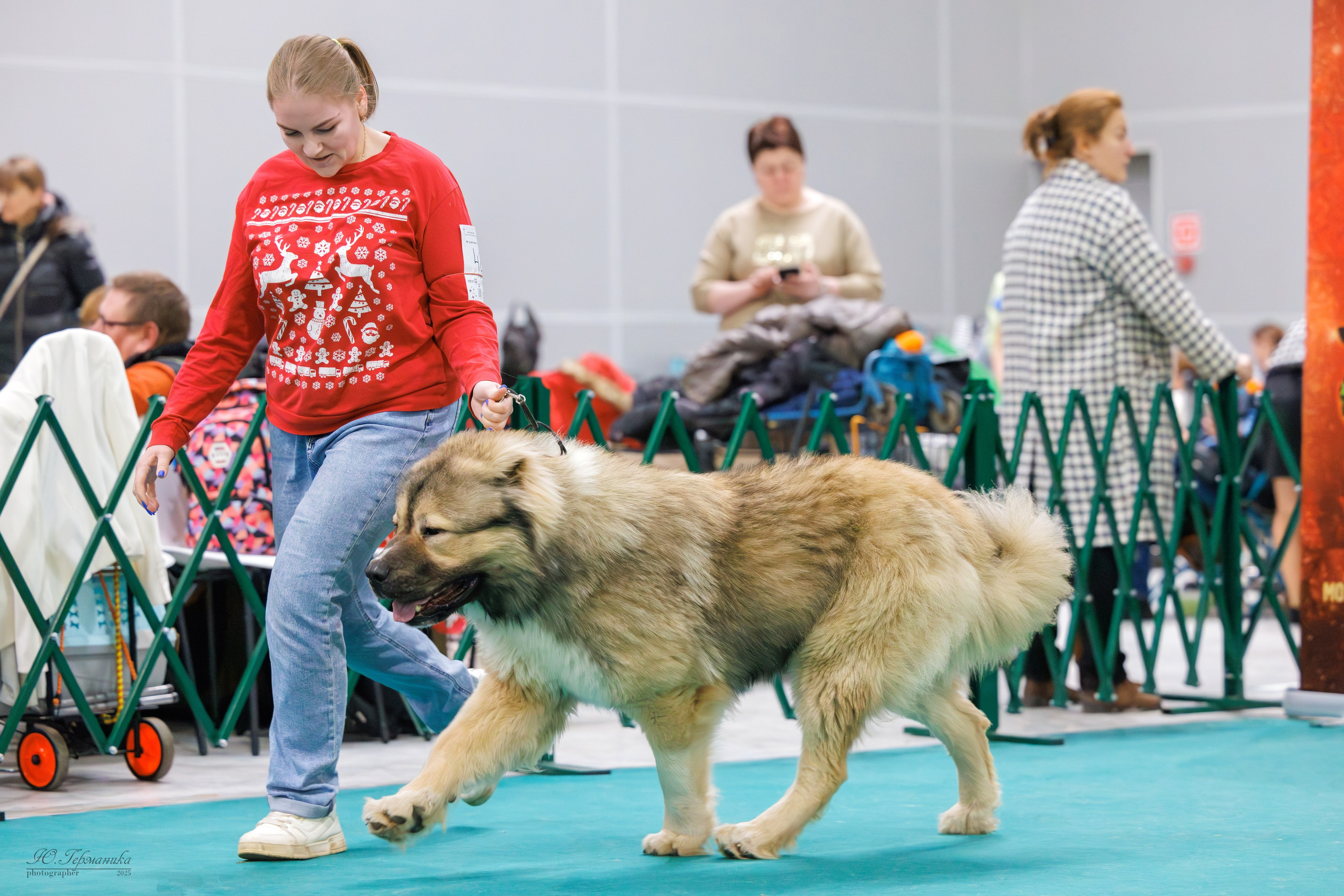 Гран-При 8.02.2025 и Крокус 09.02.2025. Фотограф-анималист Юлия Германика