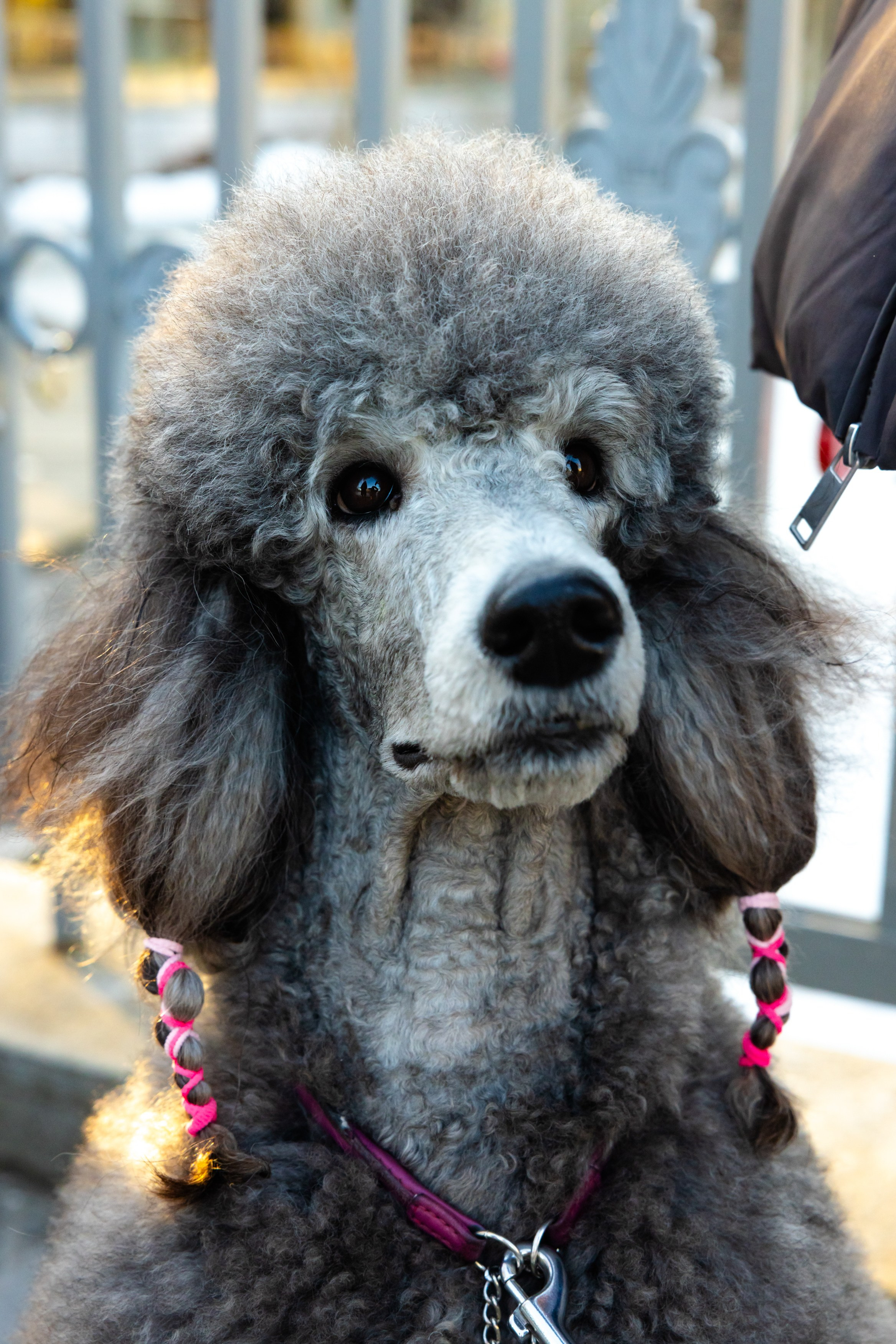 Клуб грумеров (прогулка и семинары). Виктория Зудина — фотограф в Москве