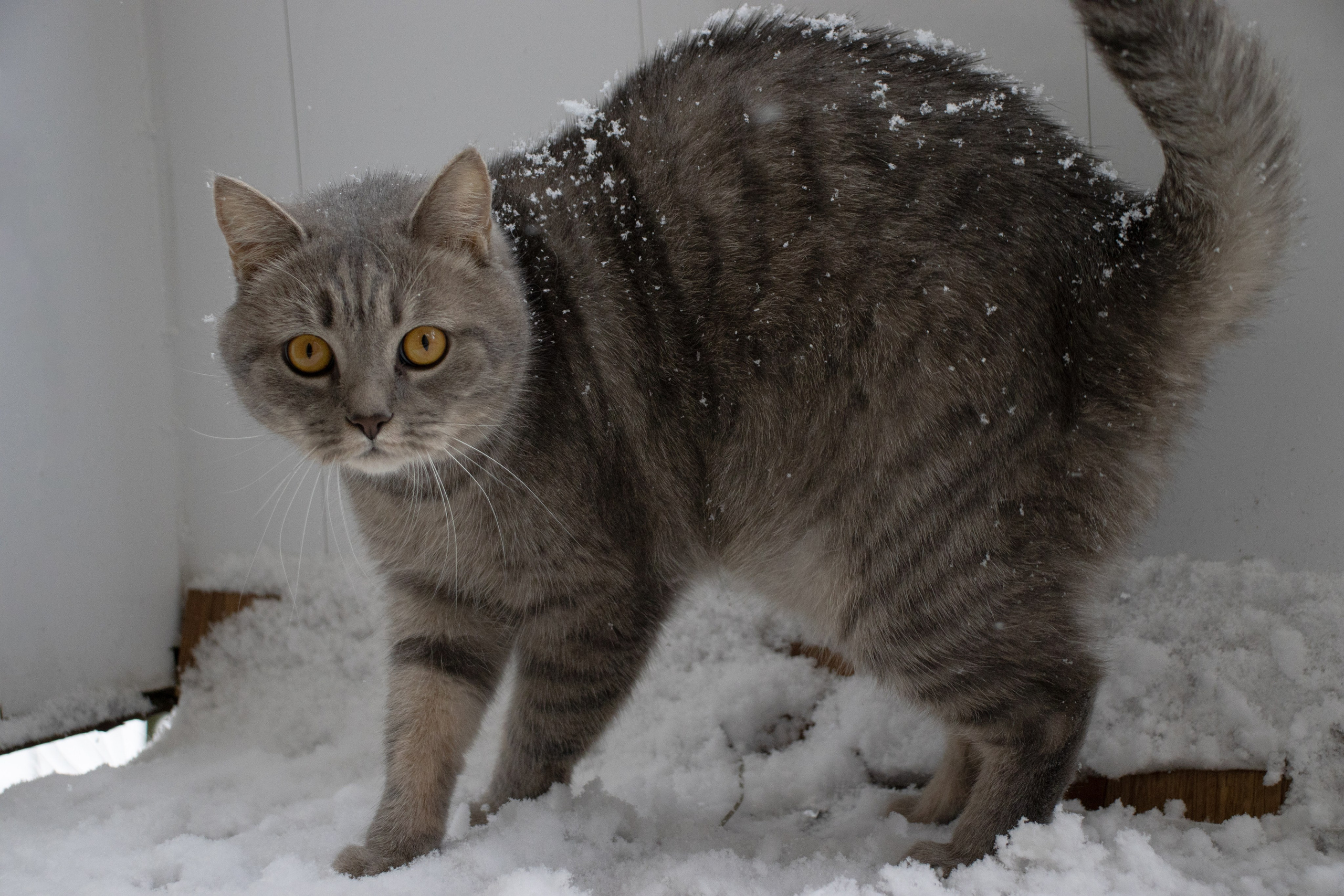 М А Р Т И Н. — Digital Noise —