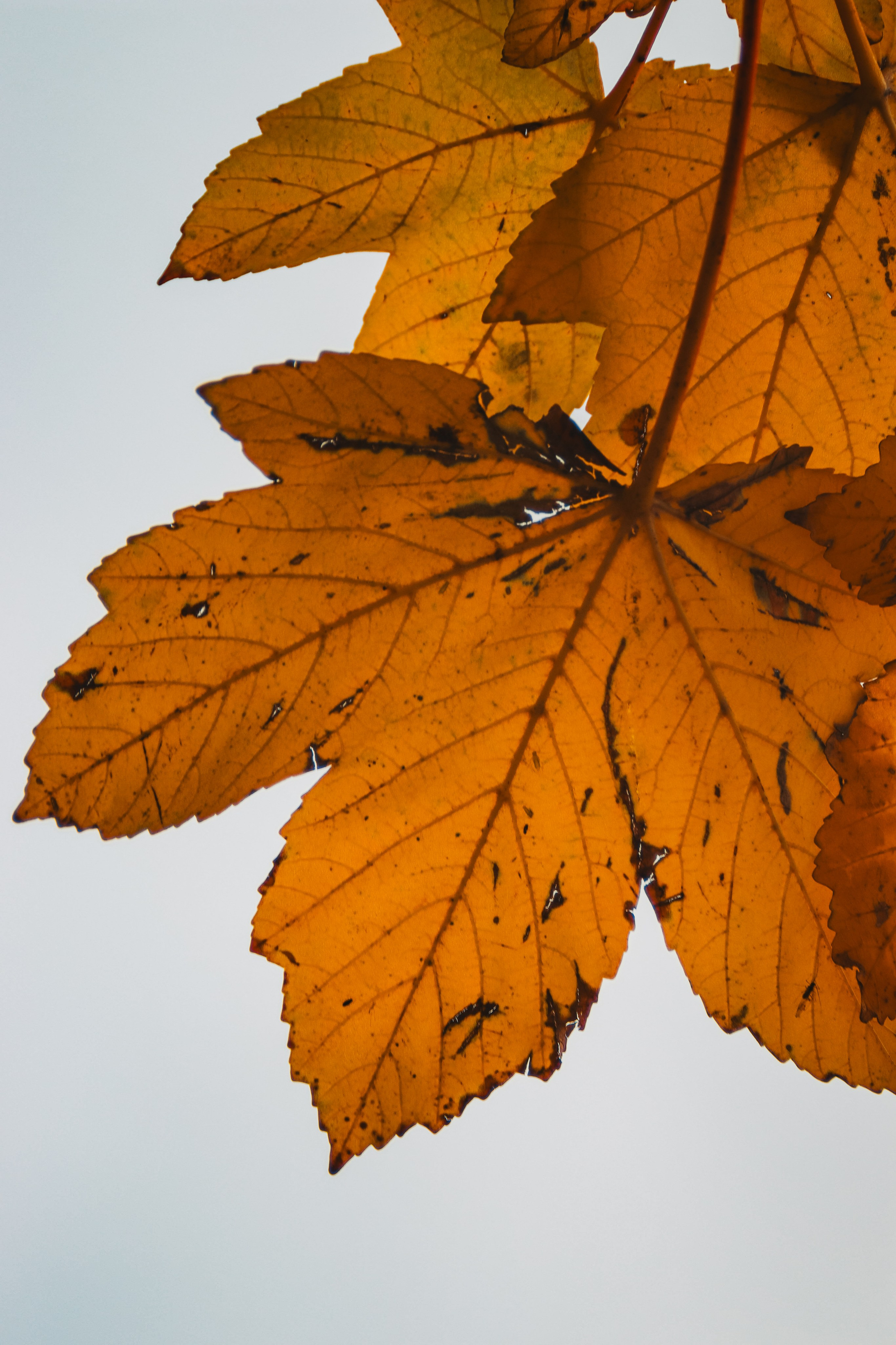 Ж Е Л Т Ы Й. — Digital Noise —