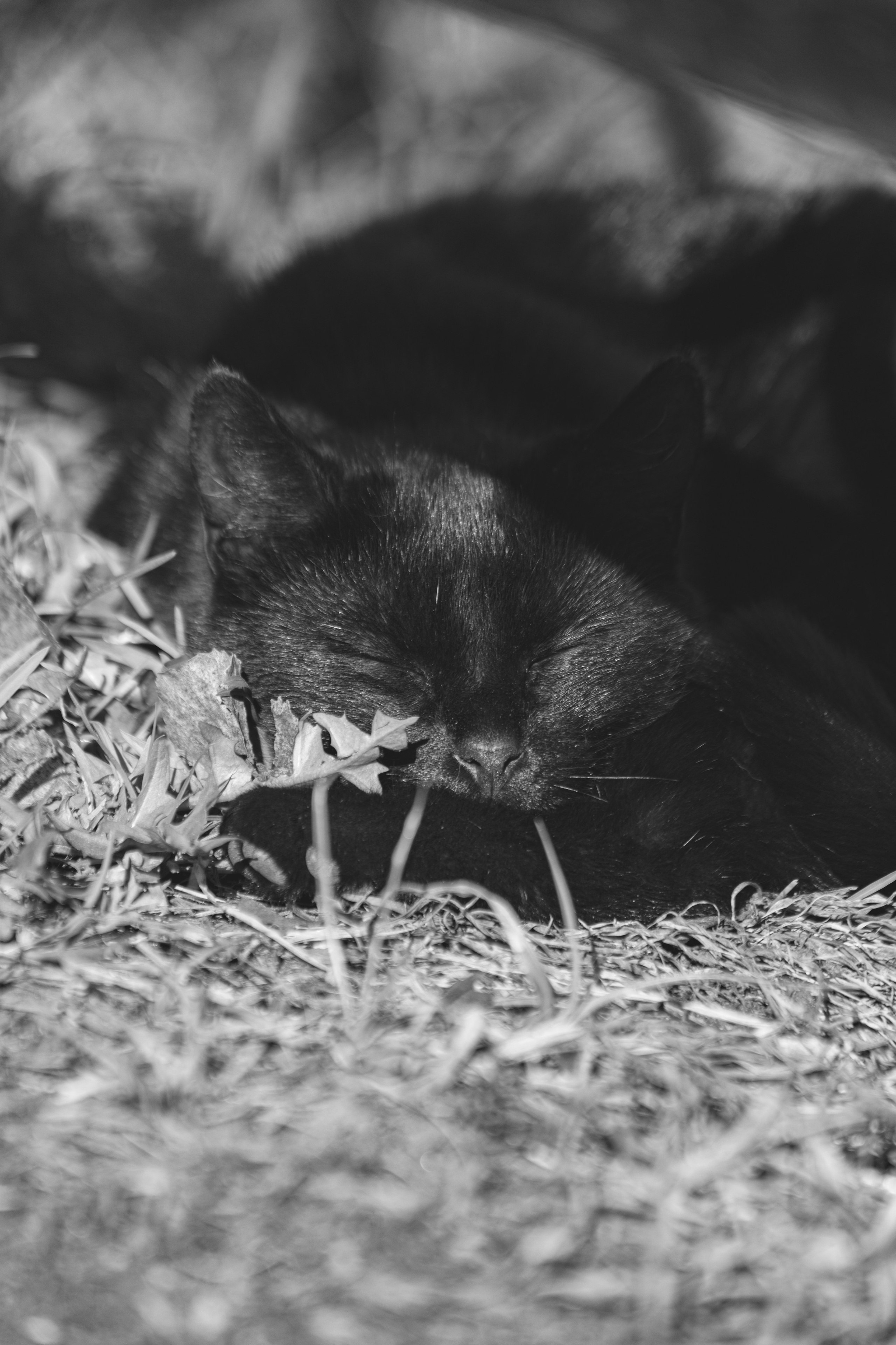 Ч \ Б. — Digital Noise —