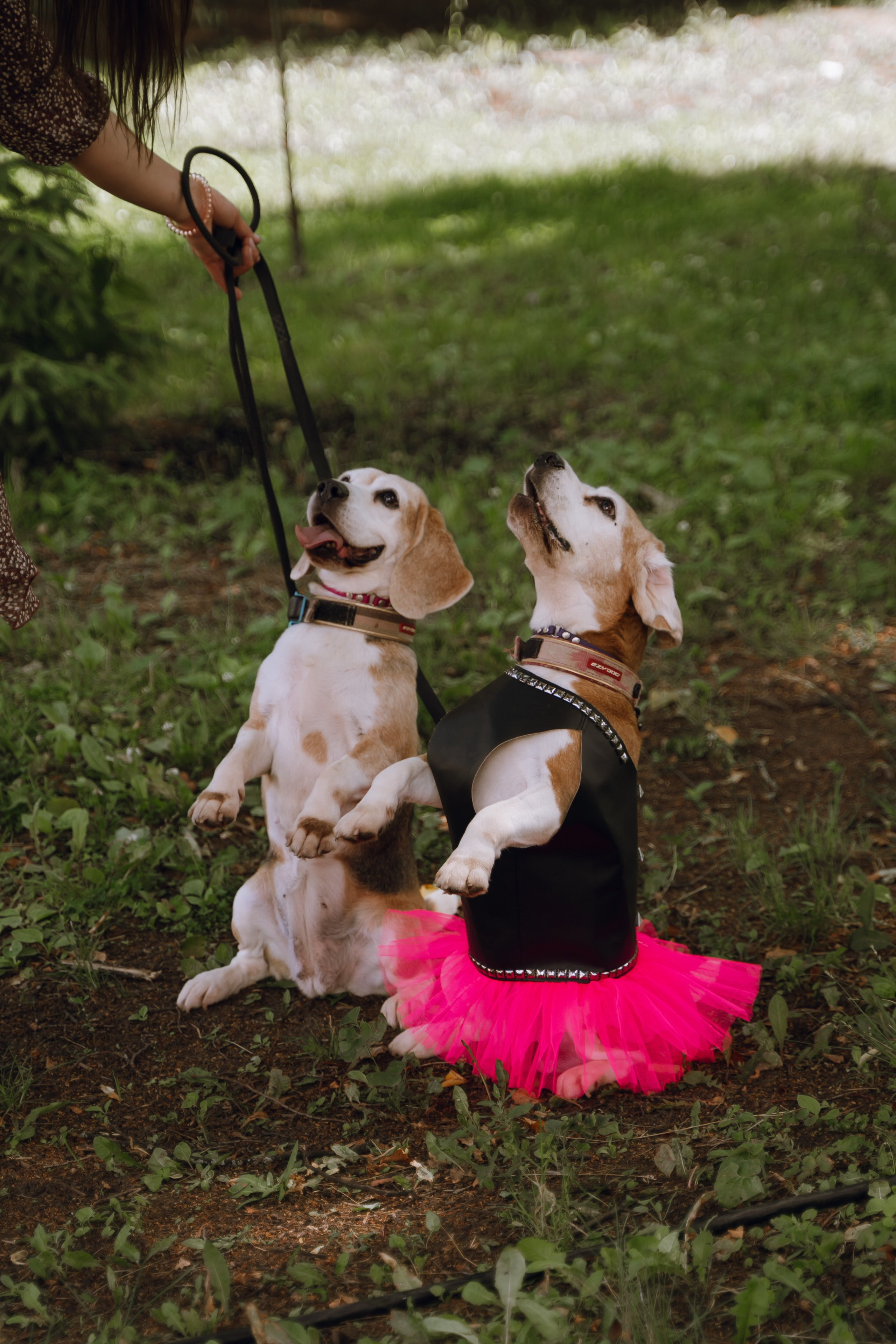 Площадка фестиваля «Мампус и его друзья» в Лесопарке 2025. Фотограф Надежда Погребняк | Рязань | Москва