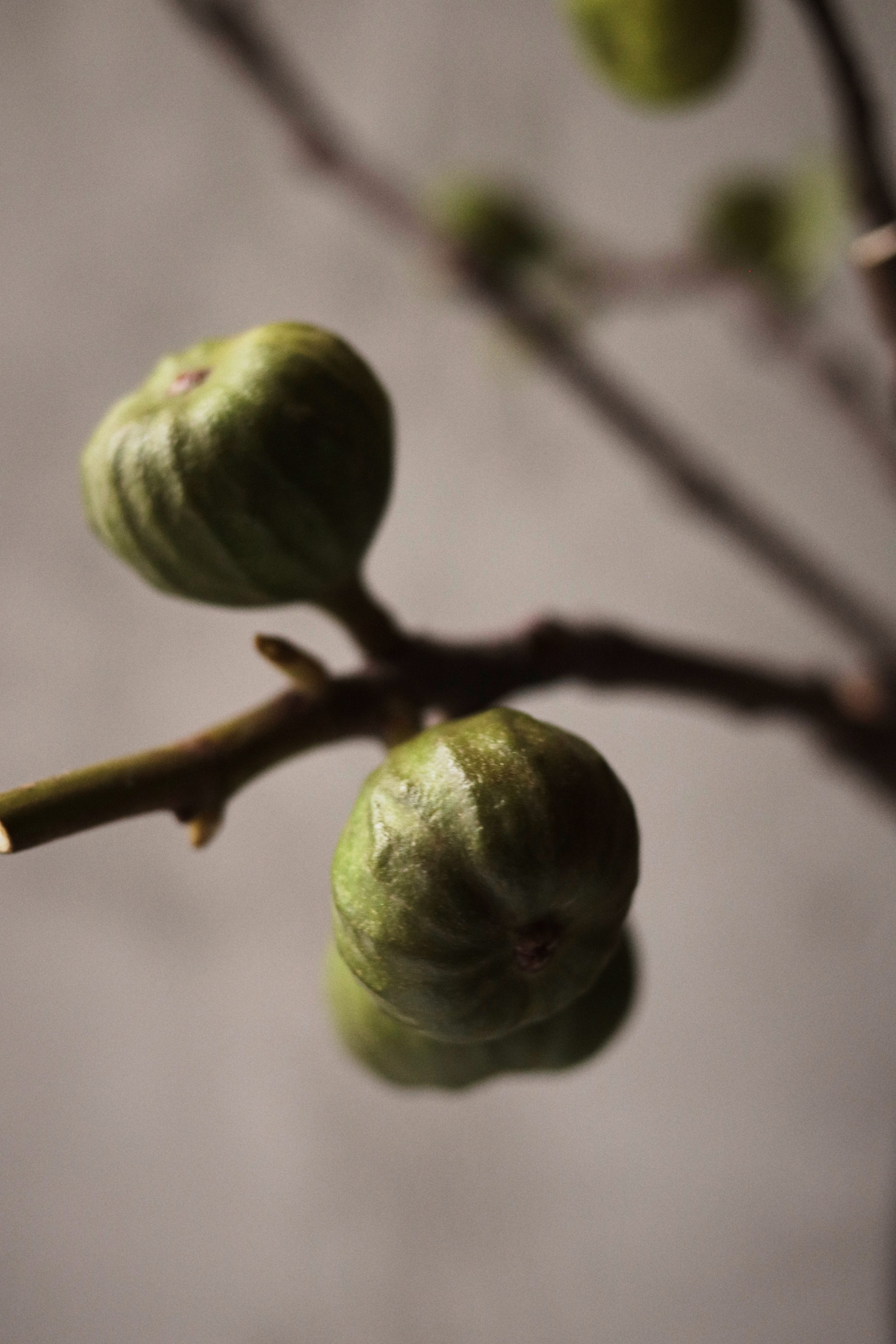 Flowers. Виктория Калугина — фотограф и видеомейкер в Москве