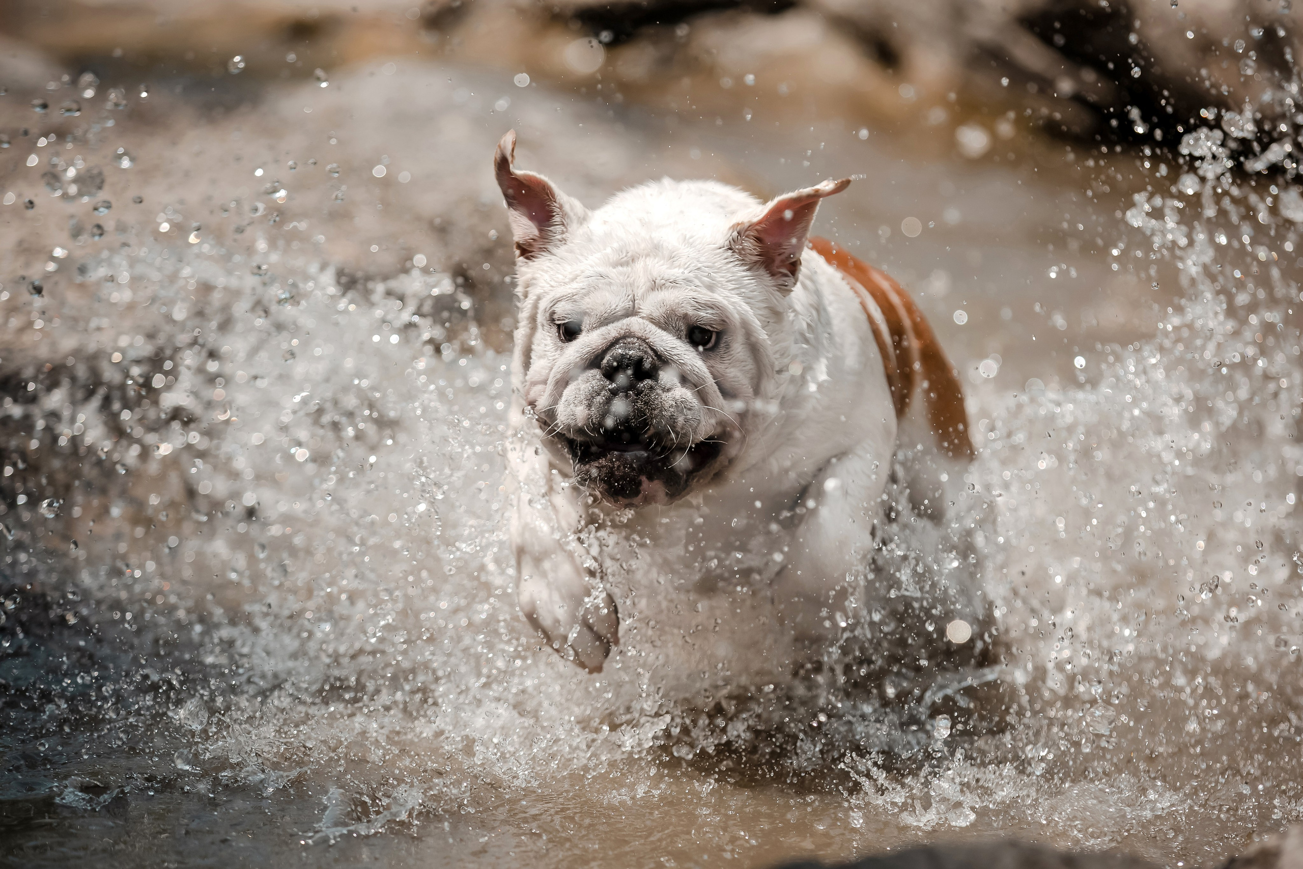 Фотосессия английского бульдога на речке. Фотограф-анималист в Краснодаре Маша Мельникова