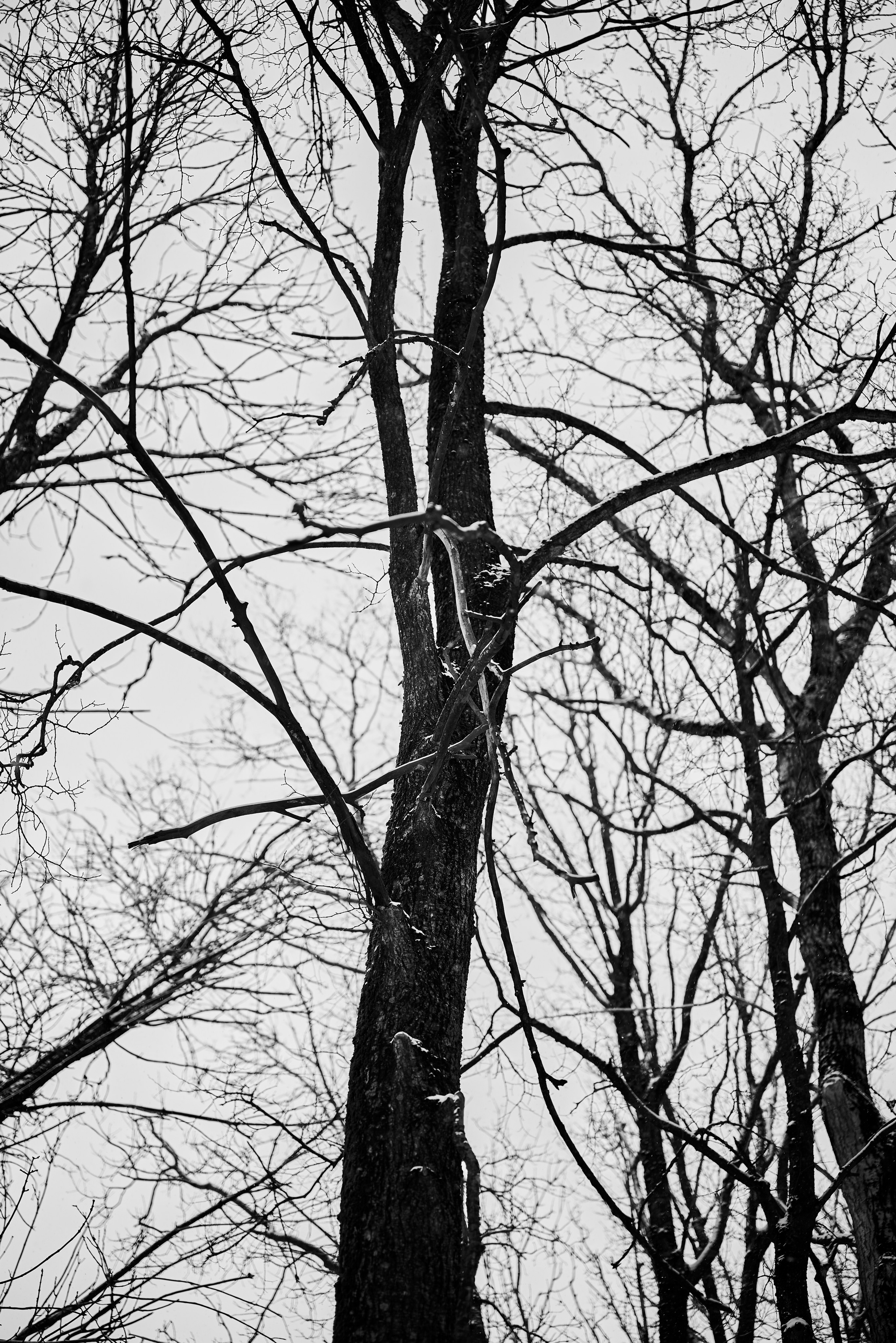 Серафим. Фотограф Анастасия Клинова. Тверь