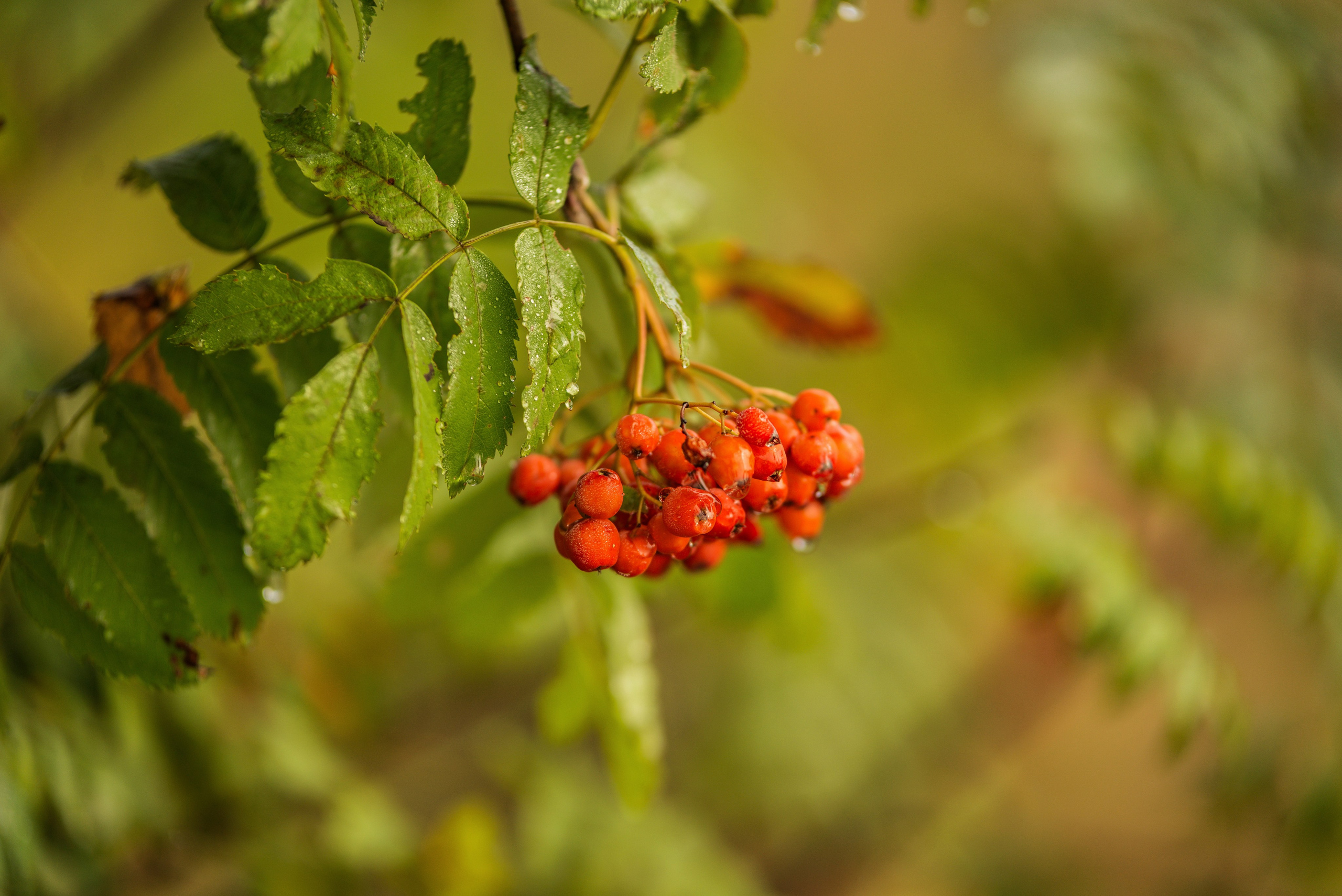 Утро августа. Фотограф в Ветлуге Сергей Белов (VETLUGA B.S.)