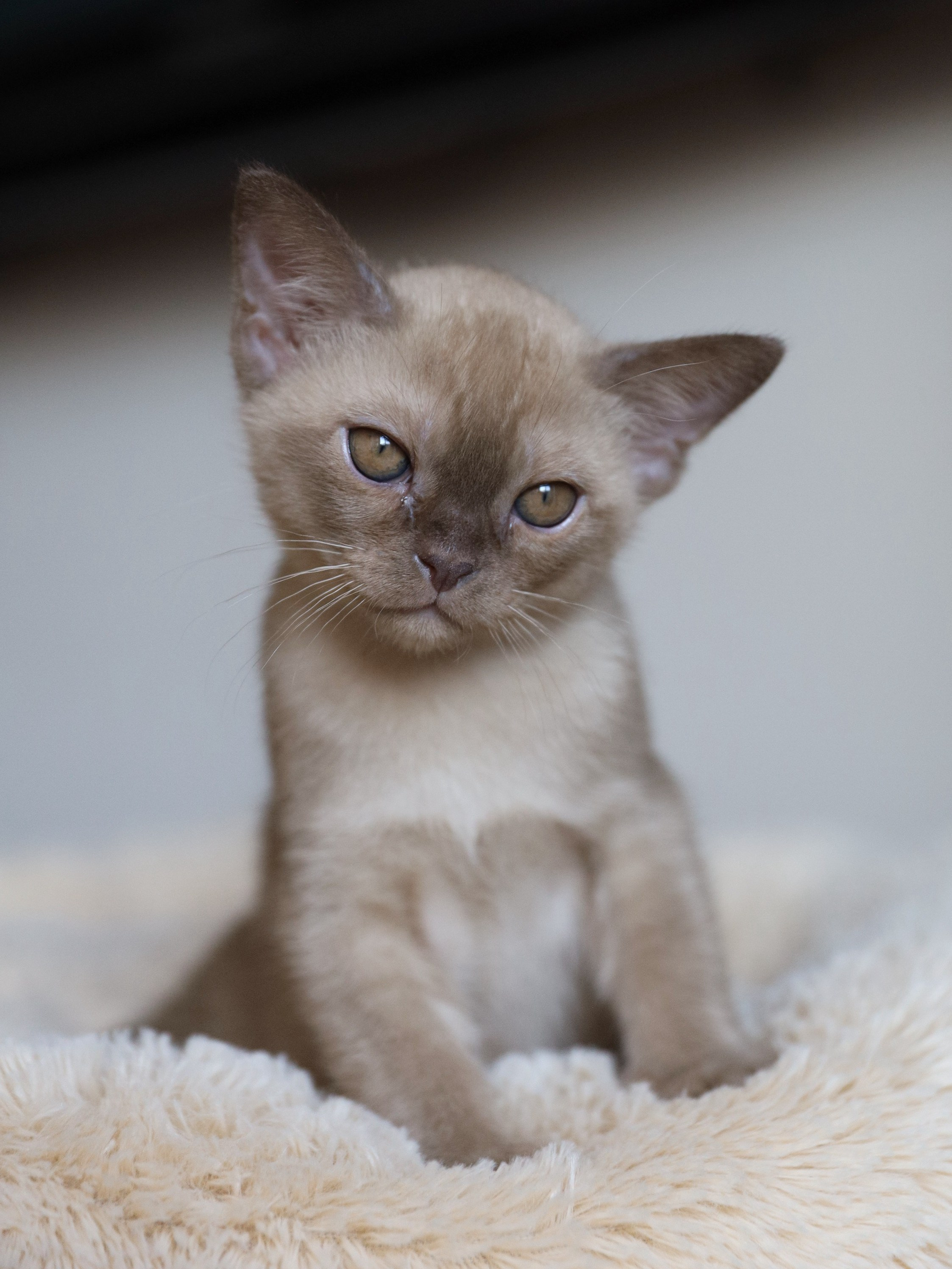 Casper. Cattery “Bouncy Life”