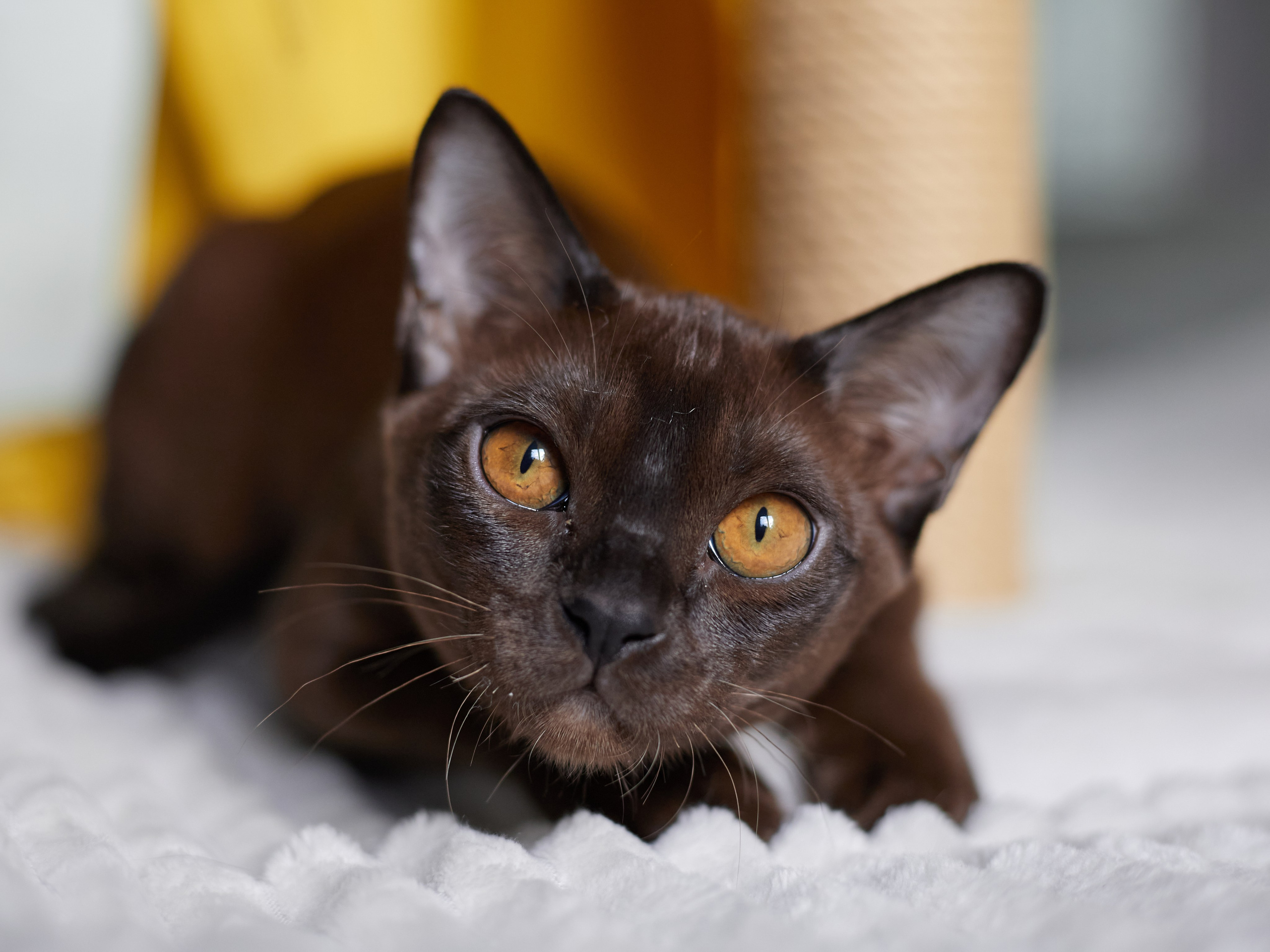 Jerry (Новый Уренгой). Питомник «Bouncy Life»