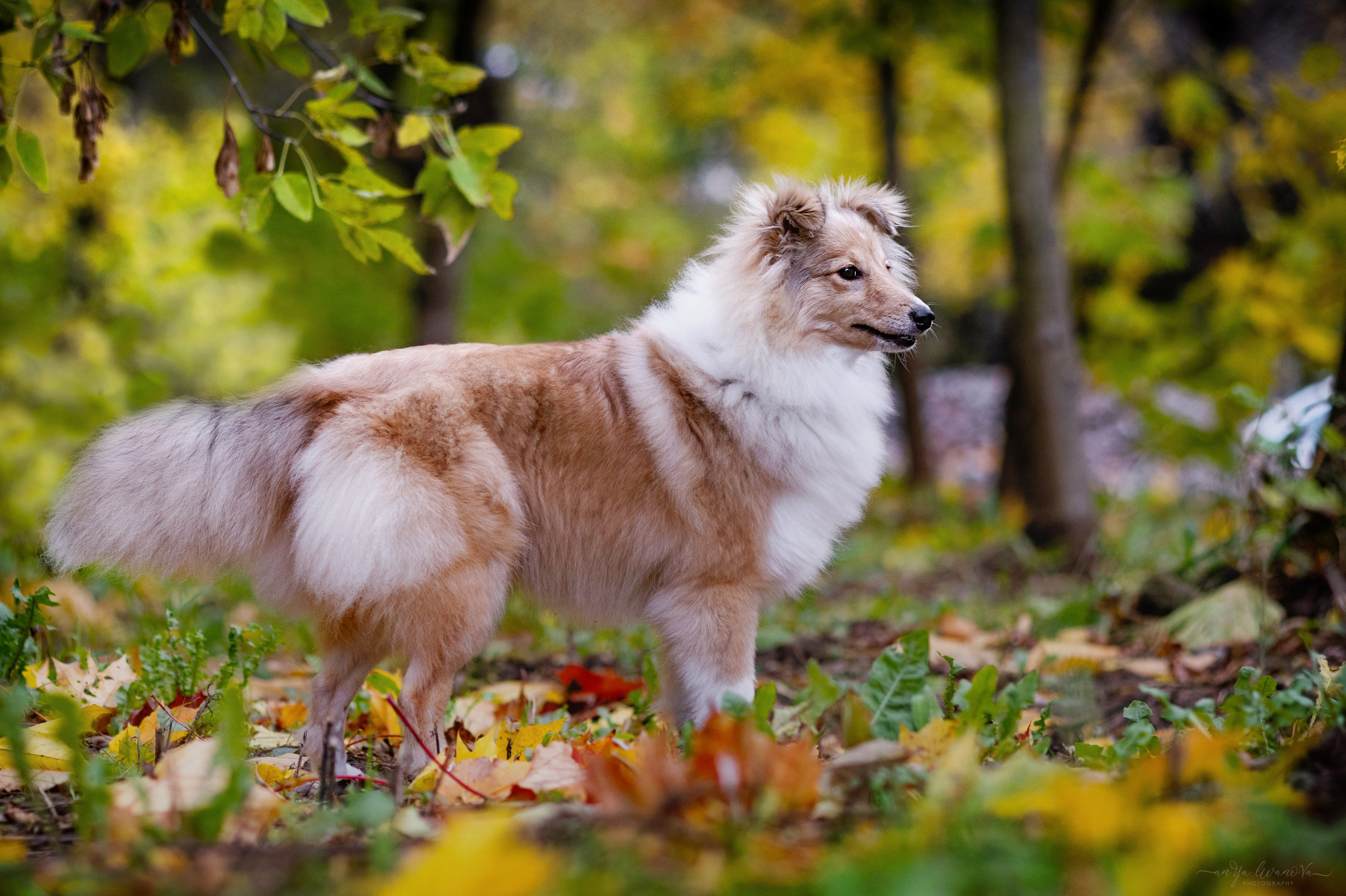 Бетти. Фотограф анималист Аня Ливанова | Рыбинск