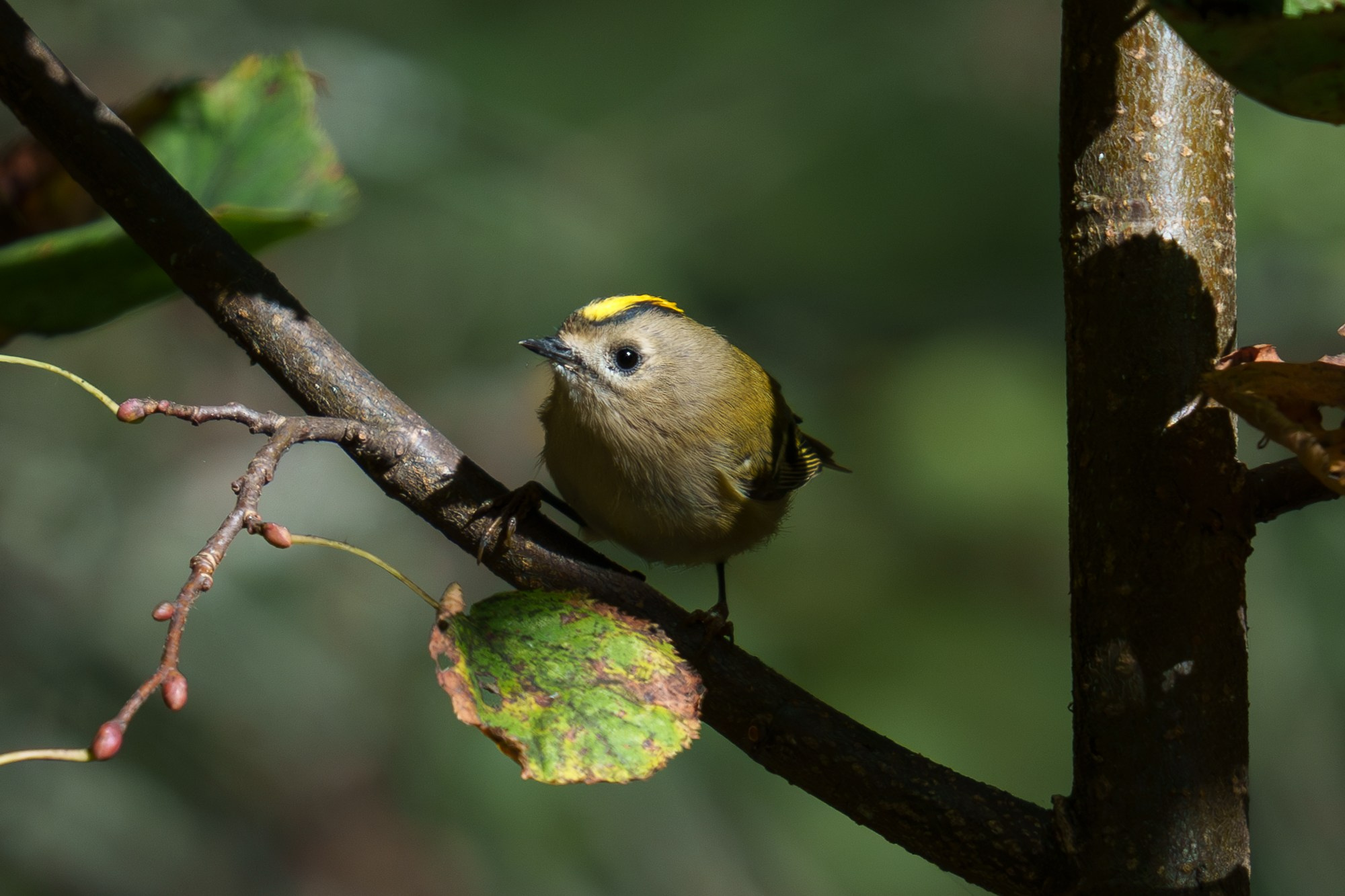 Удивительные мир птиц. Вокруг нас столько прекрасного — присмотритесь!. Ваш личный фотограф Марина Волкова