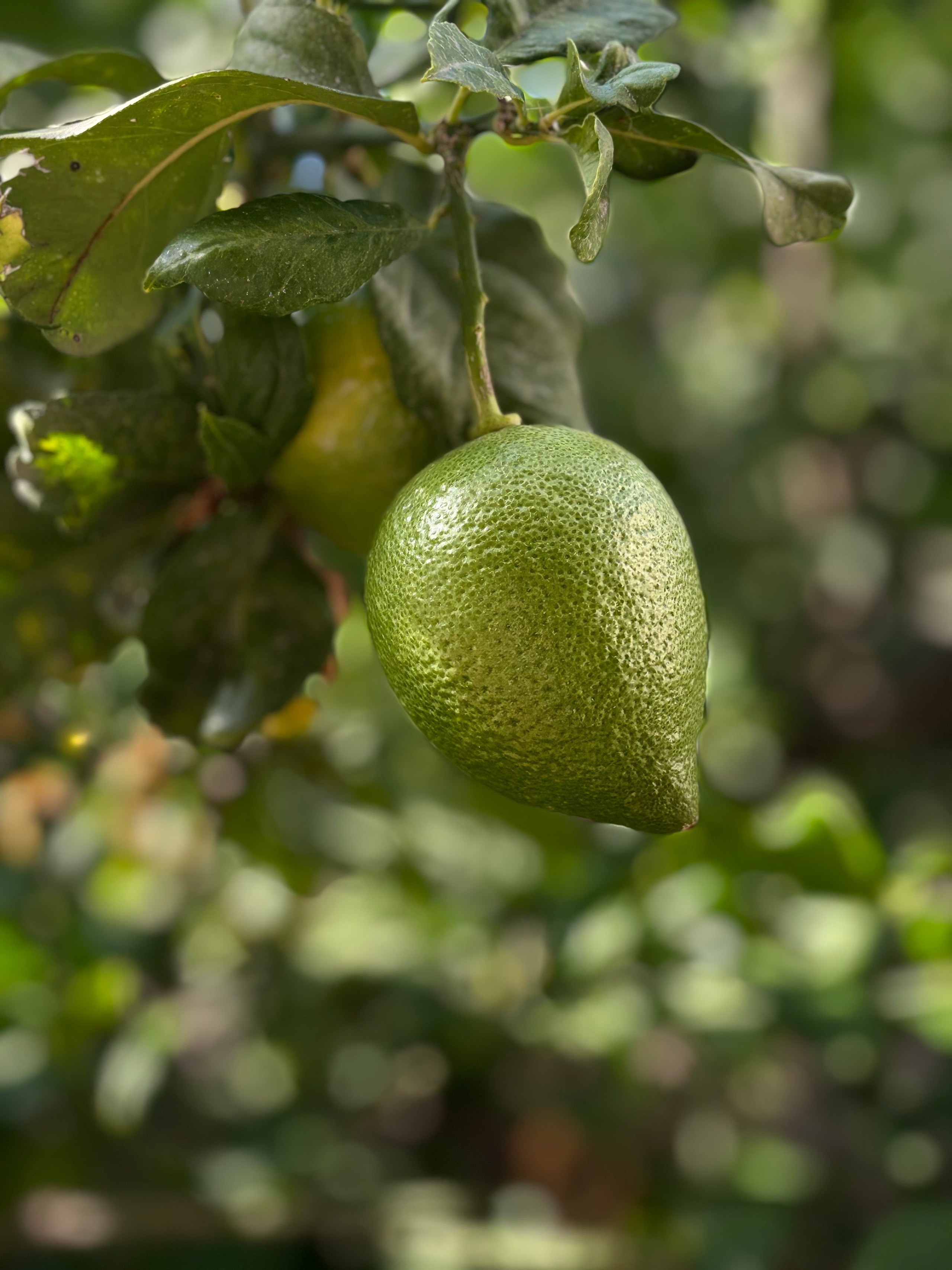 Алания, Турция. Персональный фотограф Москва