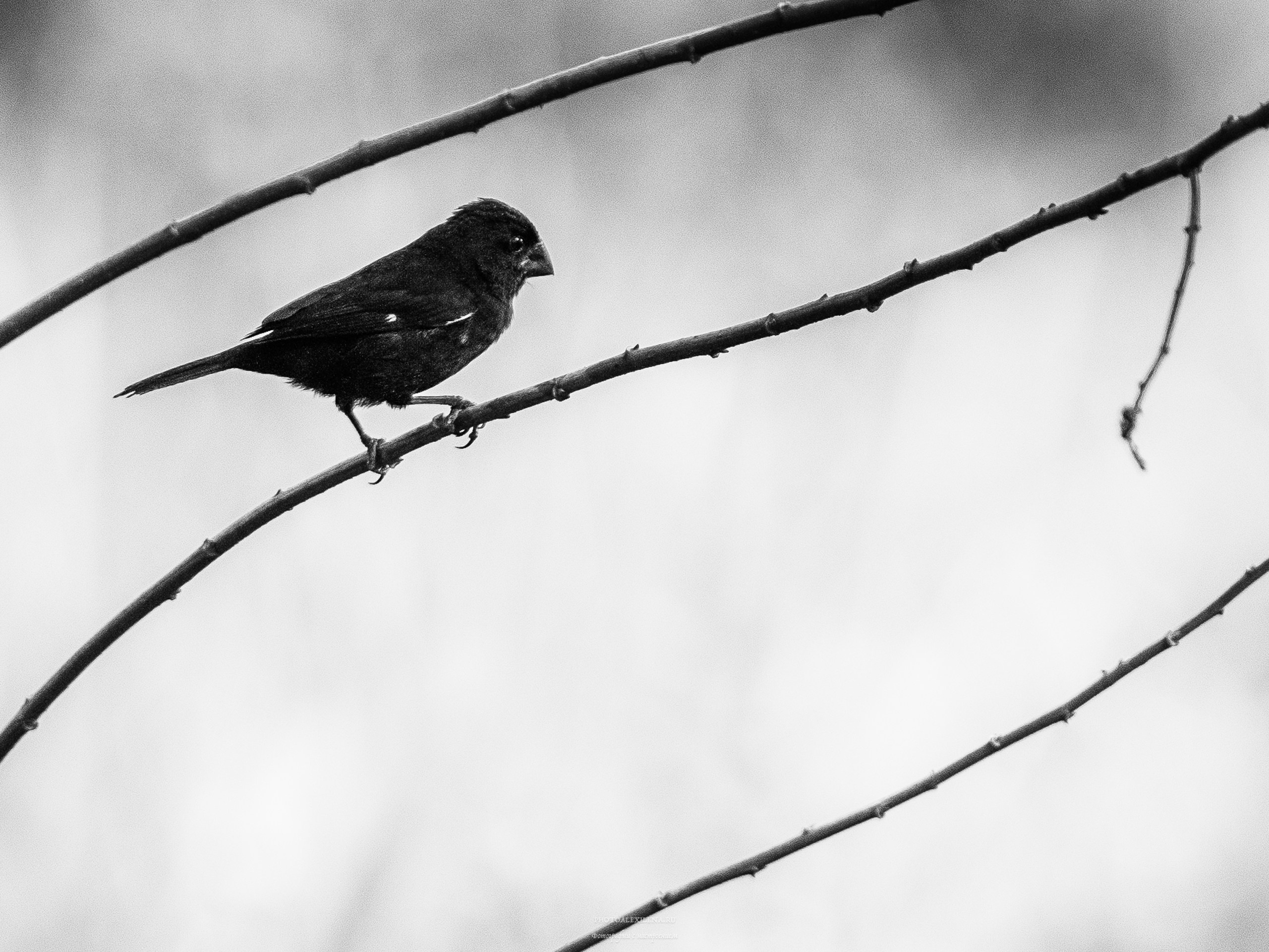 Чёрно-белые птицы. Авторские стильные фотокартины