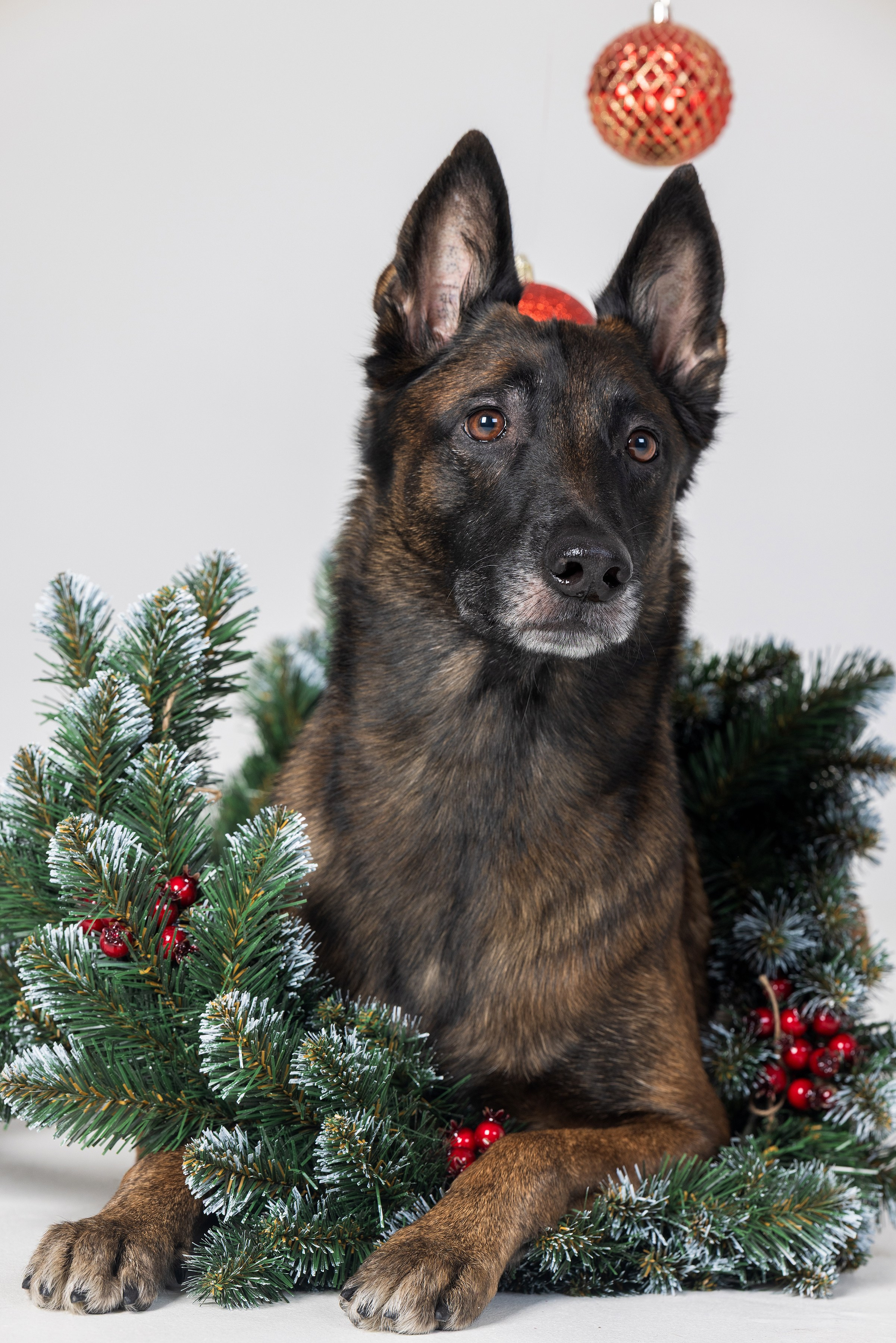 Хвостатый Новый Год. Фотограф Алена Звездина