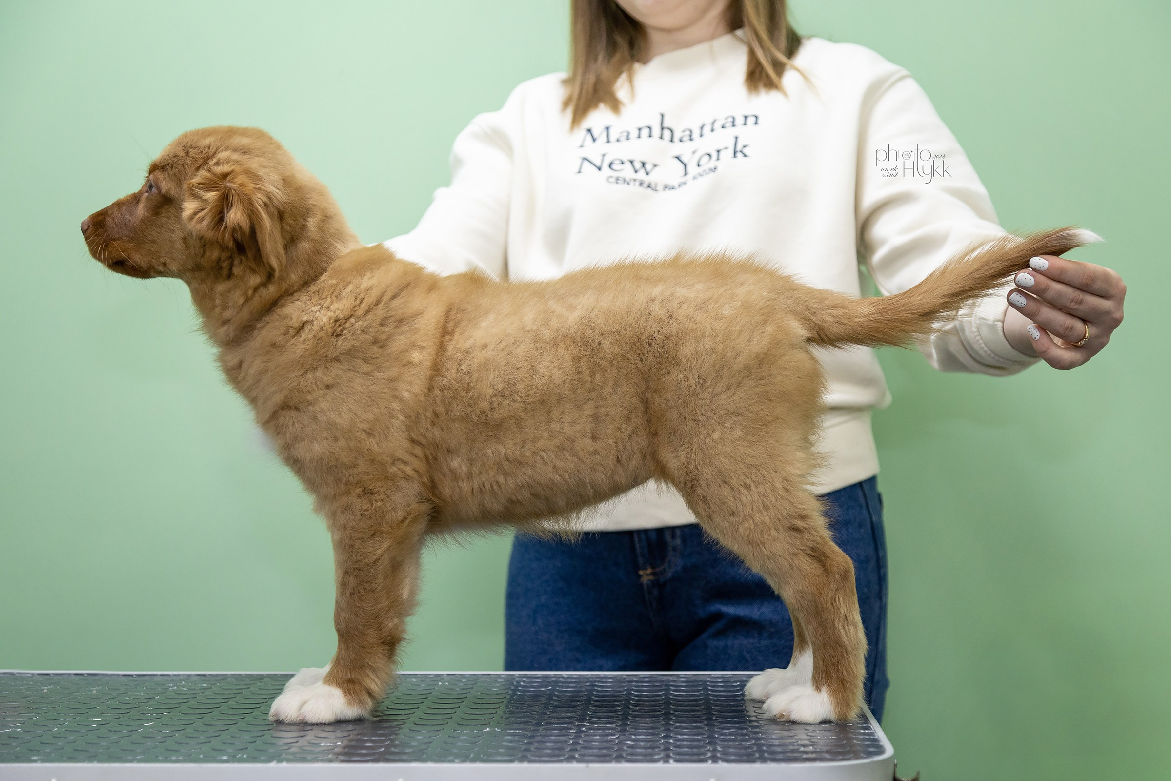 Щенки Толлера. Htykk_photo