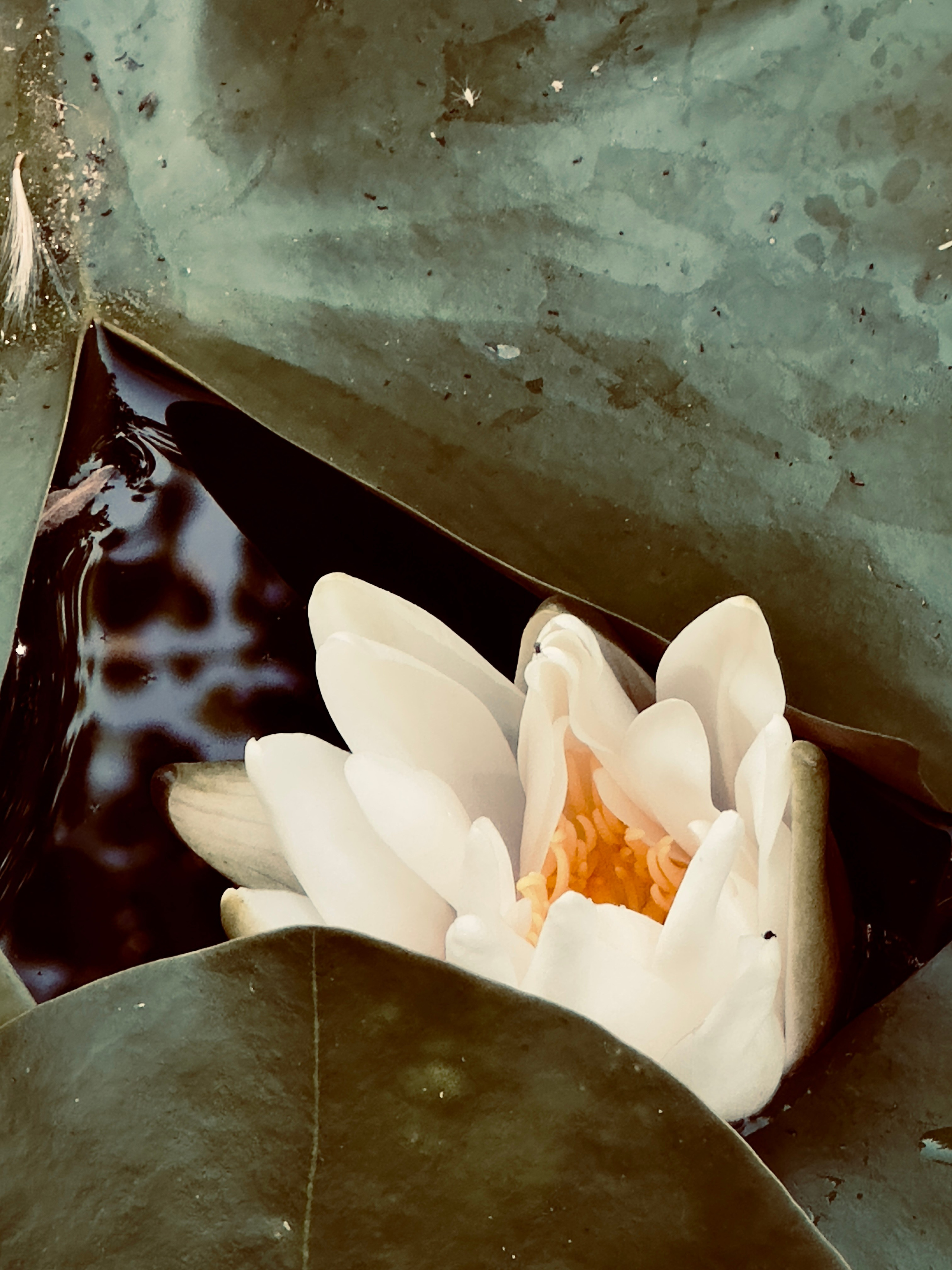 Флора и фауна. Смотри, красота!