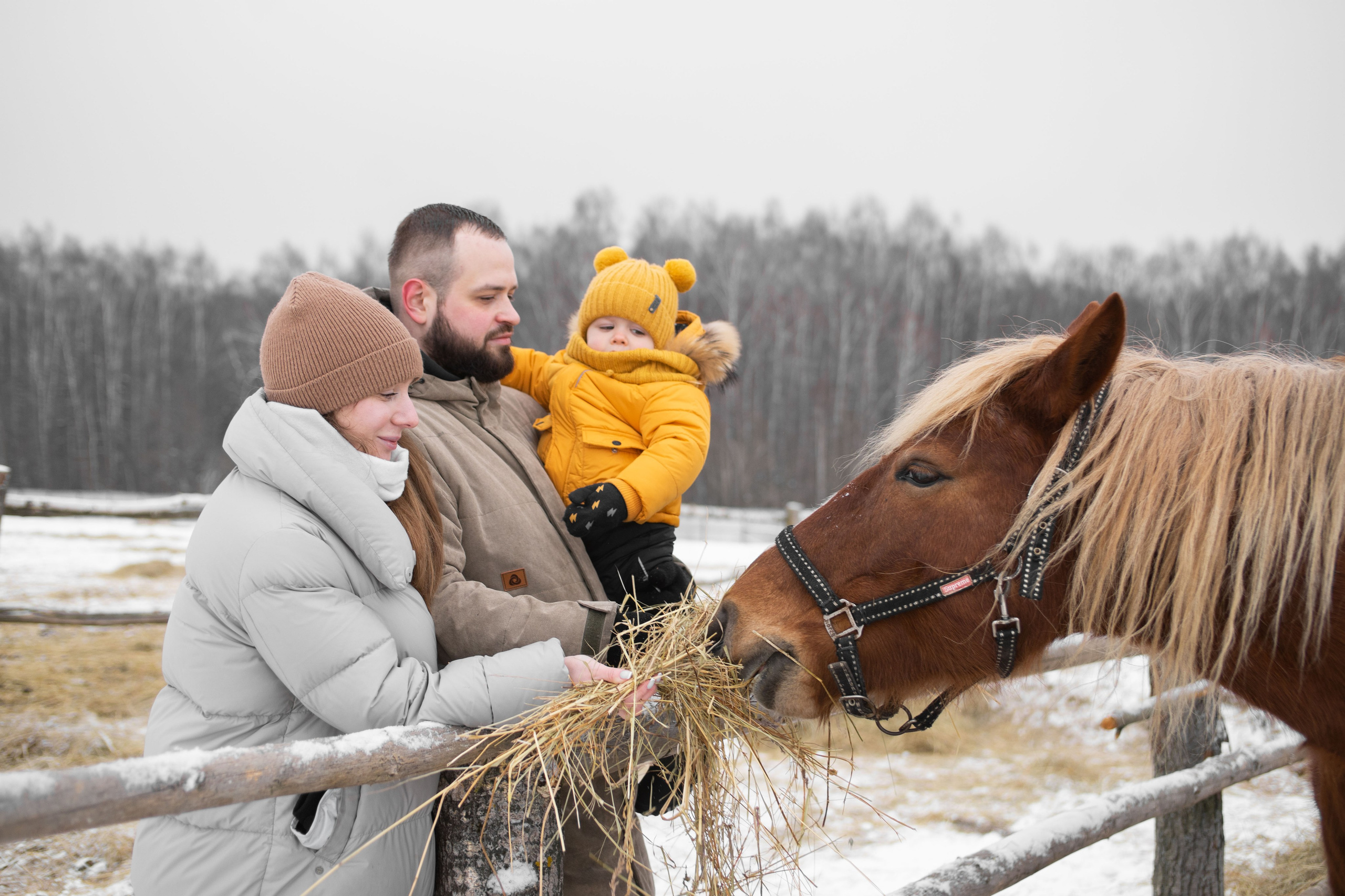 Семейная фотосессия. Фотограф в Калуге фотосессии с лошадьми в Калуге Грешнова Ольга
