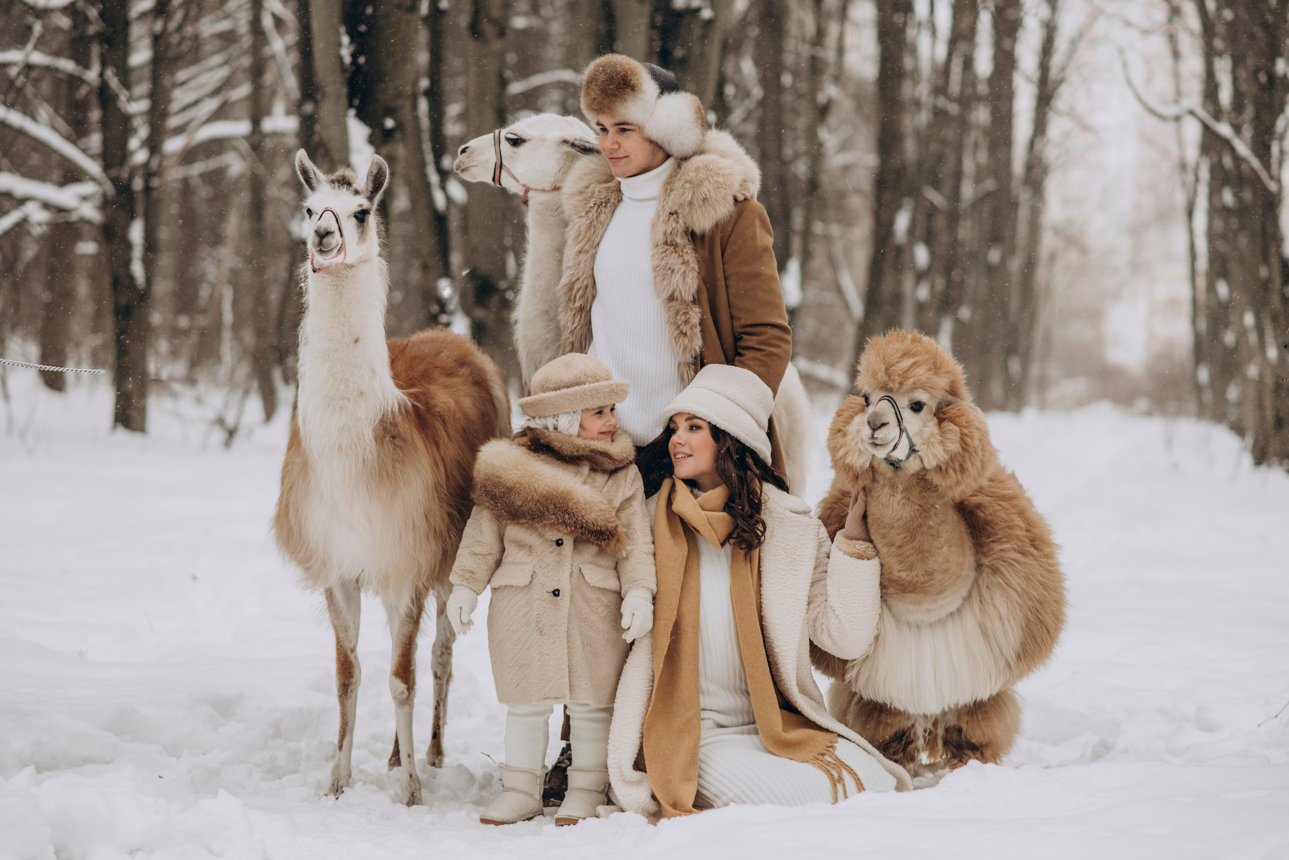Зимняя фотосессия с Альпаками. Свадебный фотограф в Дмитрове