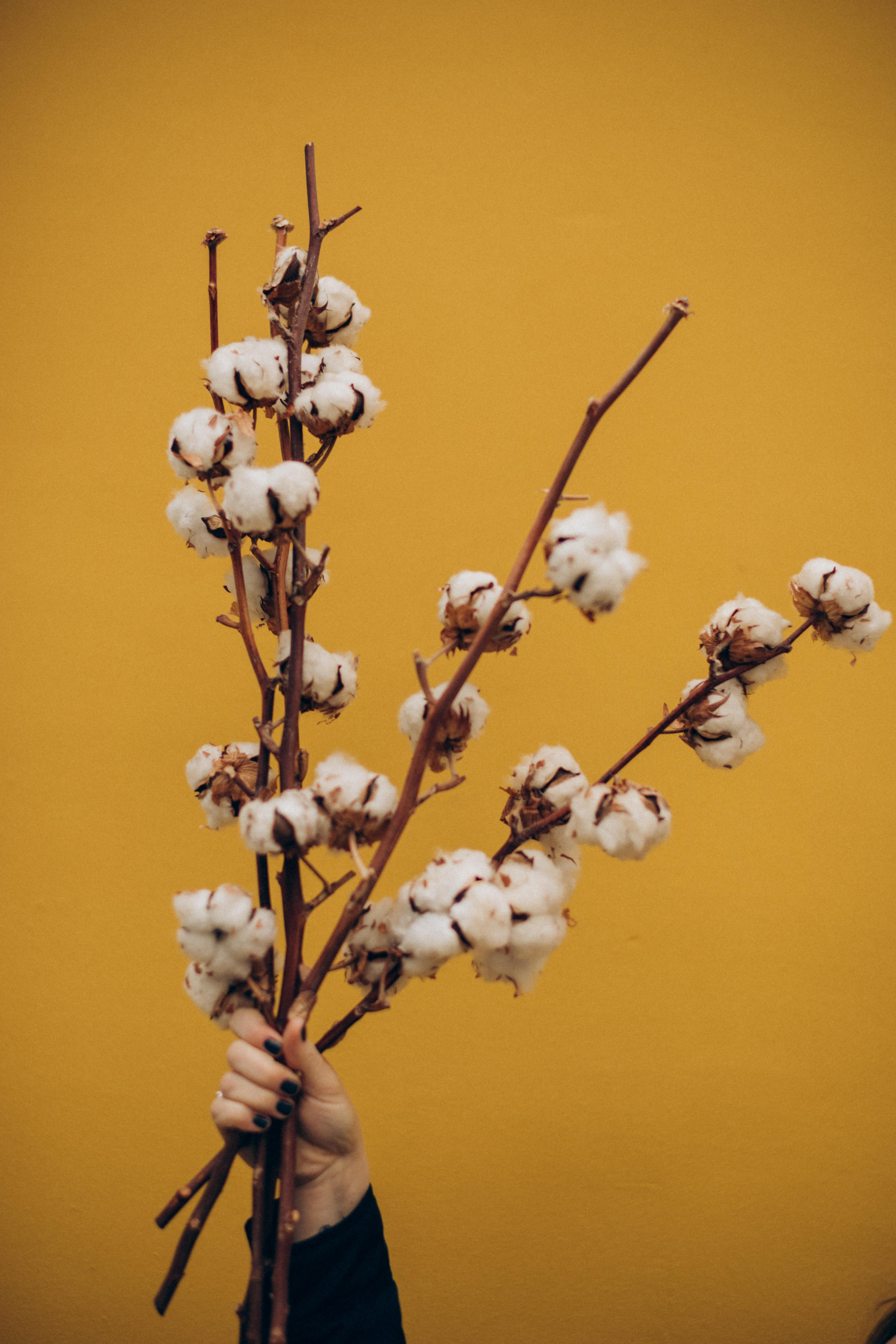 Дарина. Четвертая чашечка "Американо с молоком". Фотограф на роды в Санкт-Петербурге Екатерина Сысоева