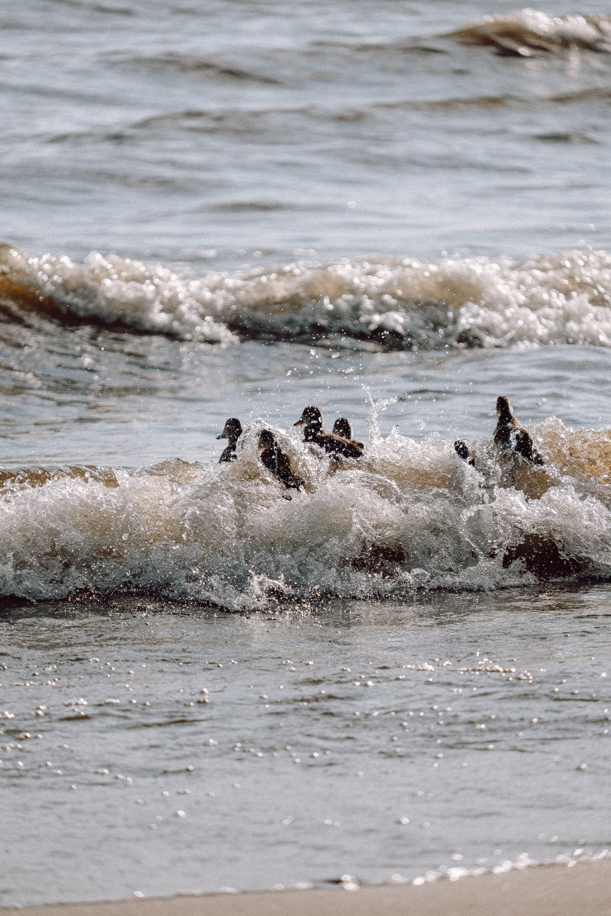 ПРОГУЛКА НА БЕРЕГУ ФИНСКОГО ЗАЛИВА. Профессиональный фотограф, Санкт-Петербург — Виктория Богомолова