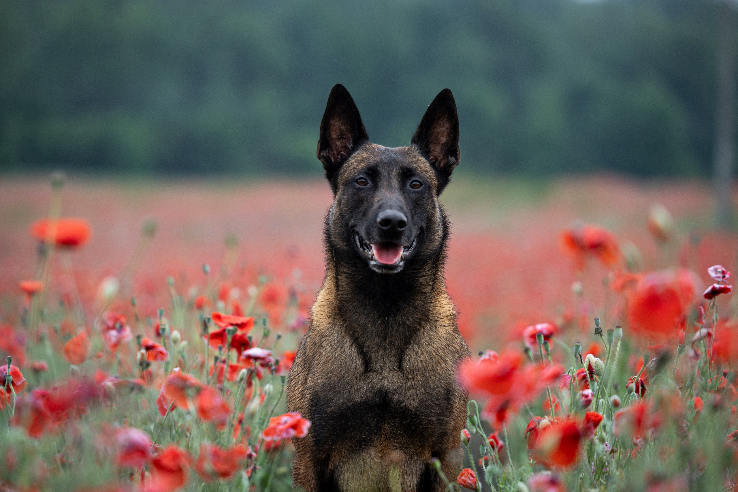 Маковое поле. Фотограф-анималист Анна Маринич