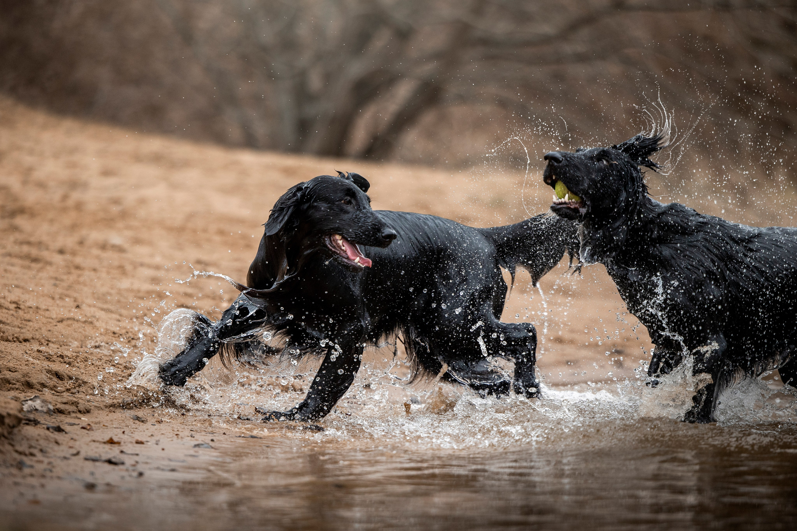 Ора, Ева, Рози и их семья. Фотограф — Анималист | Санкт-Петербург