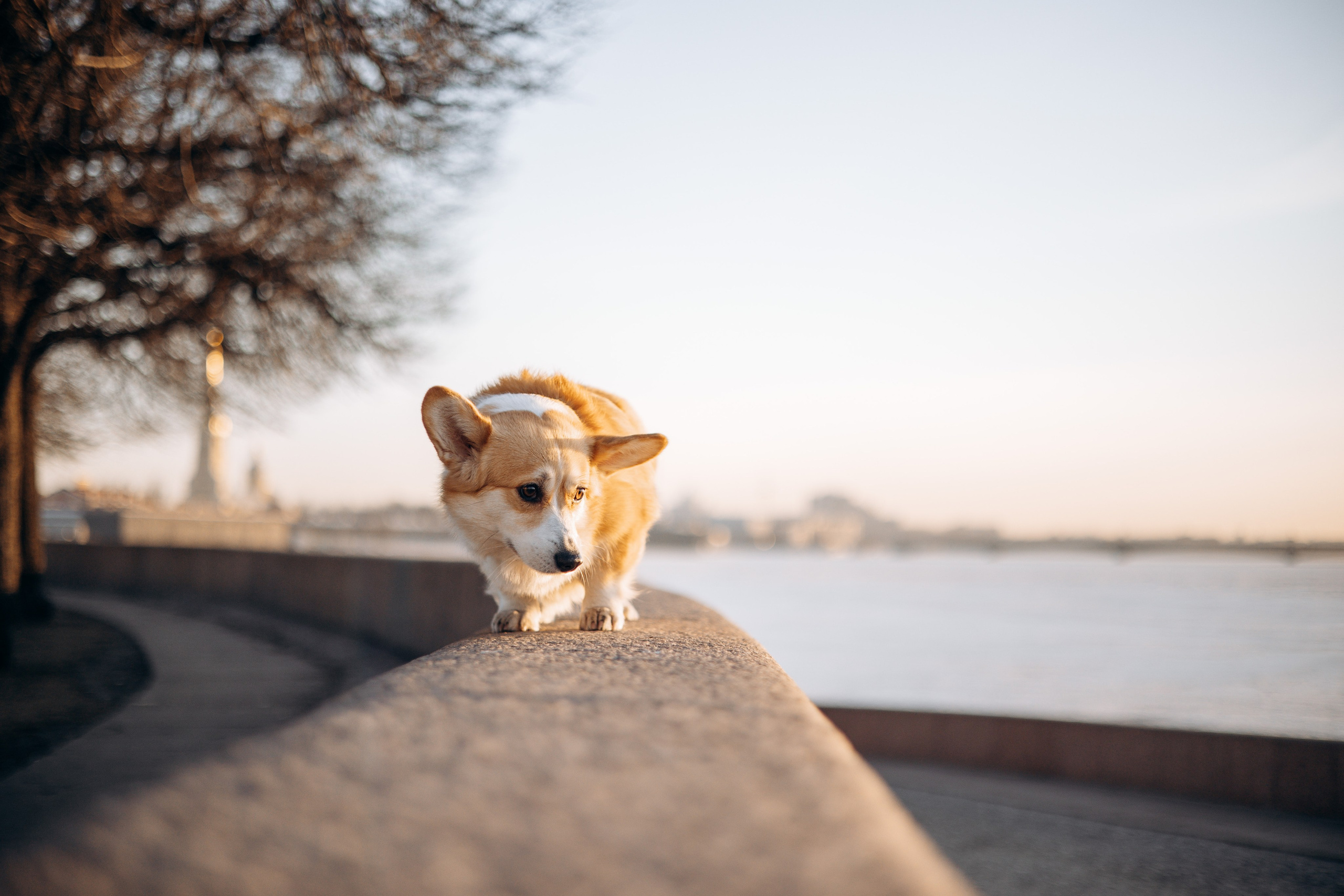 Настя и Ева. Фотограф — Анималист | Санкт-Петербург