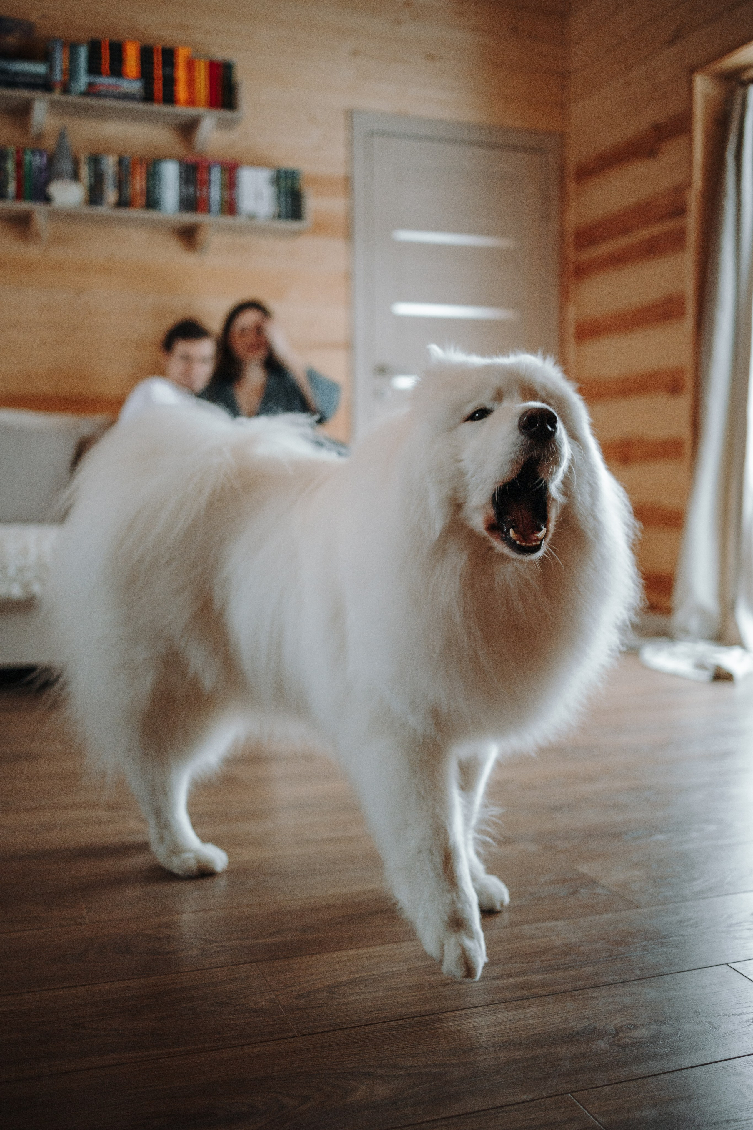 Маркус и его семья. Фотограф — Анималист | Санкт-Петербург