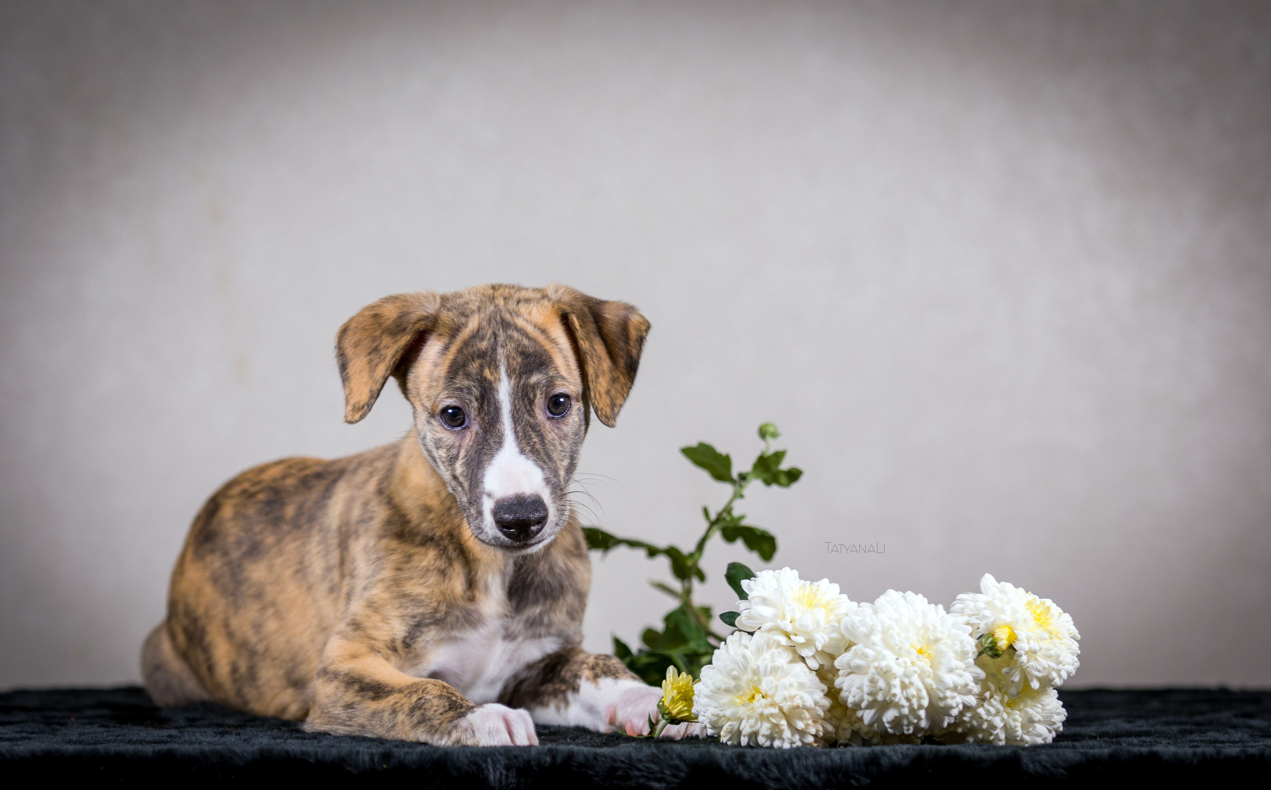 Уиппет. Фотограф — анималист Татьяна Ли