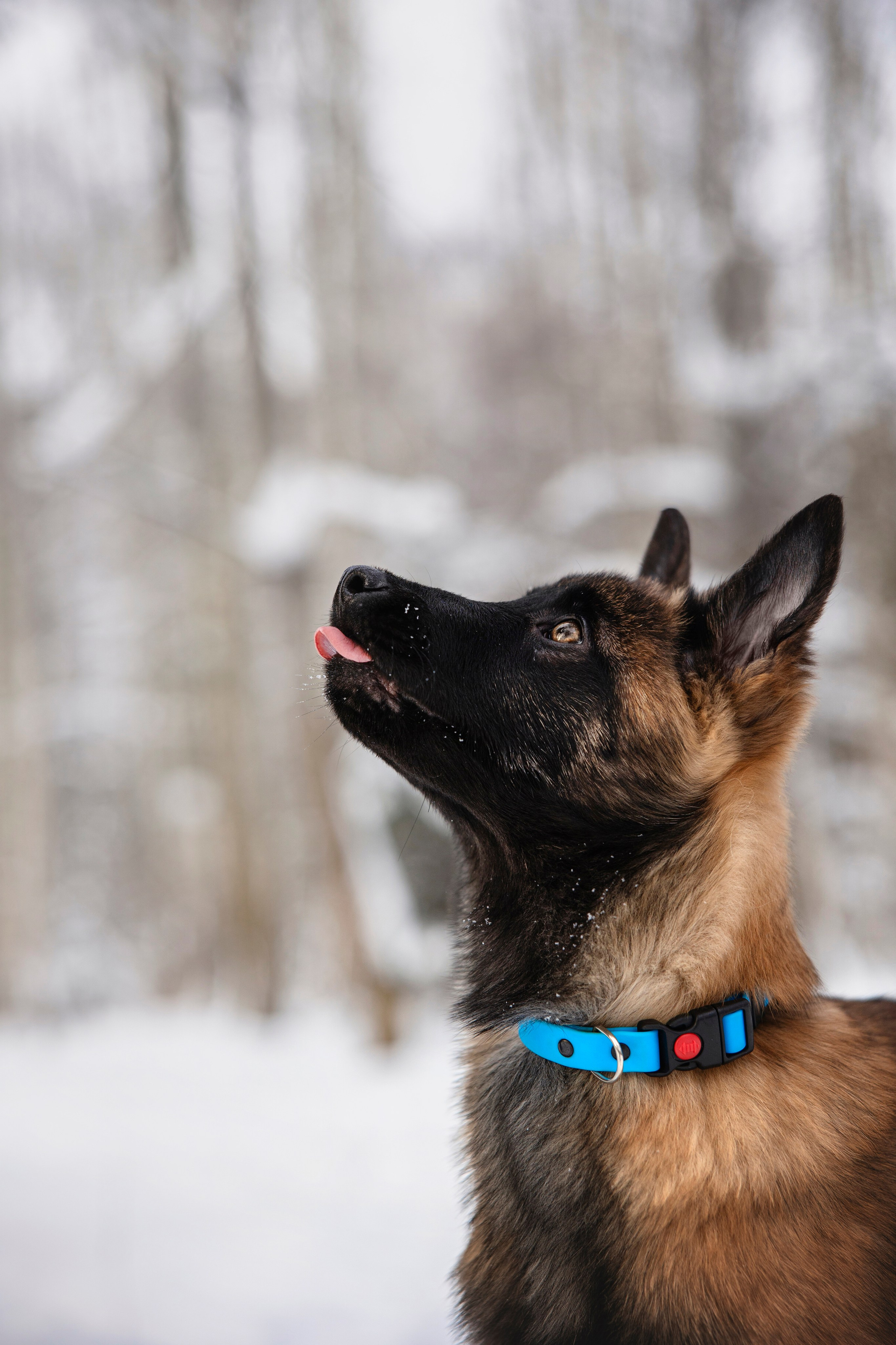 Бэлла и Панда. Анастасия Белаш