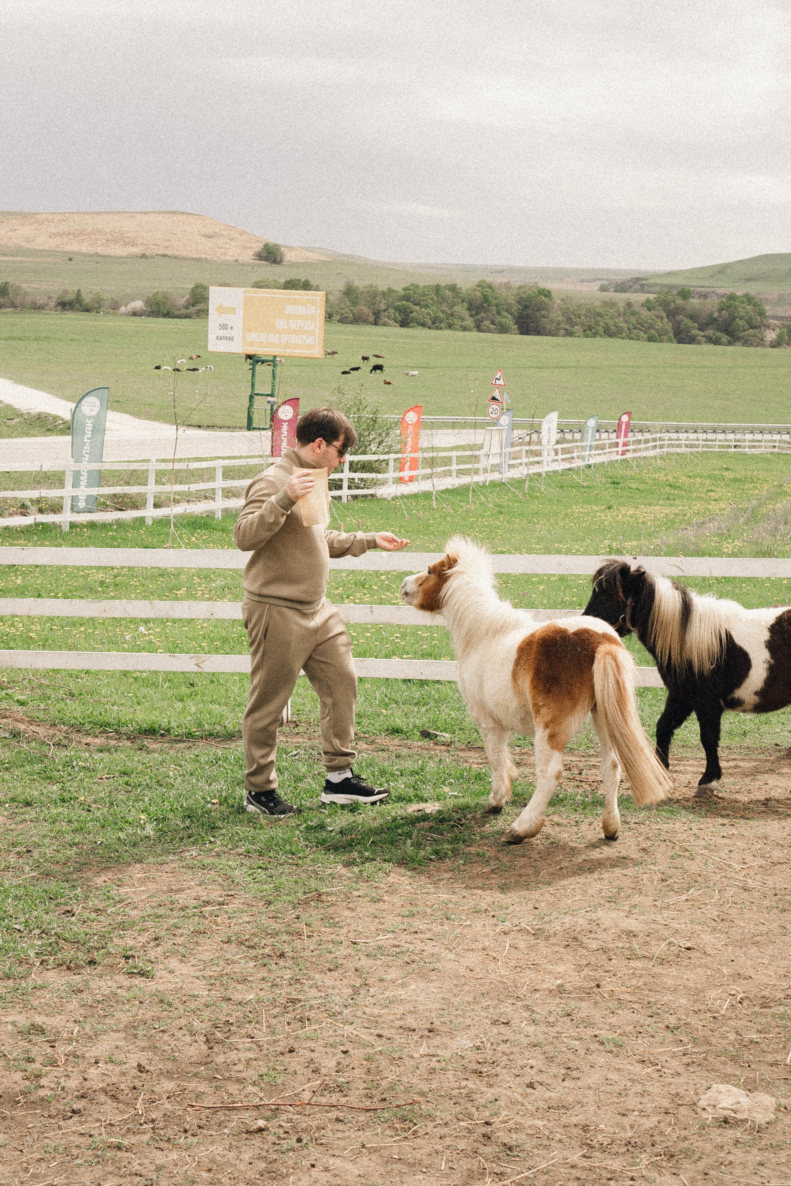 Ферма Альпак. Профессиональный фотограф, Санкт-Петербург — Виктория Богомолова