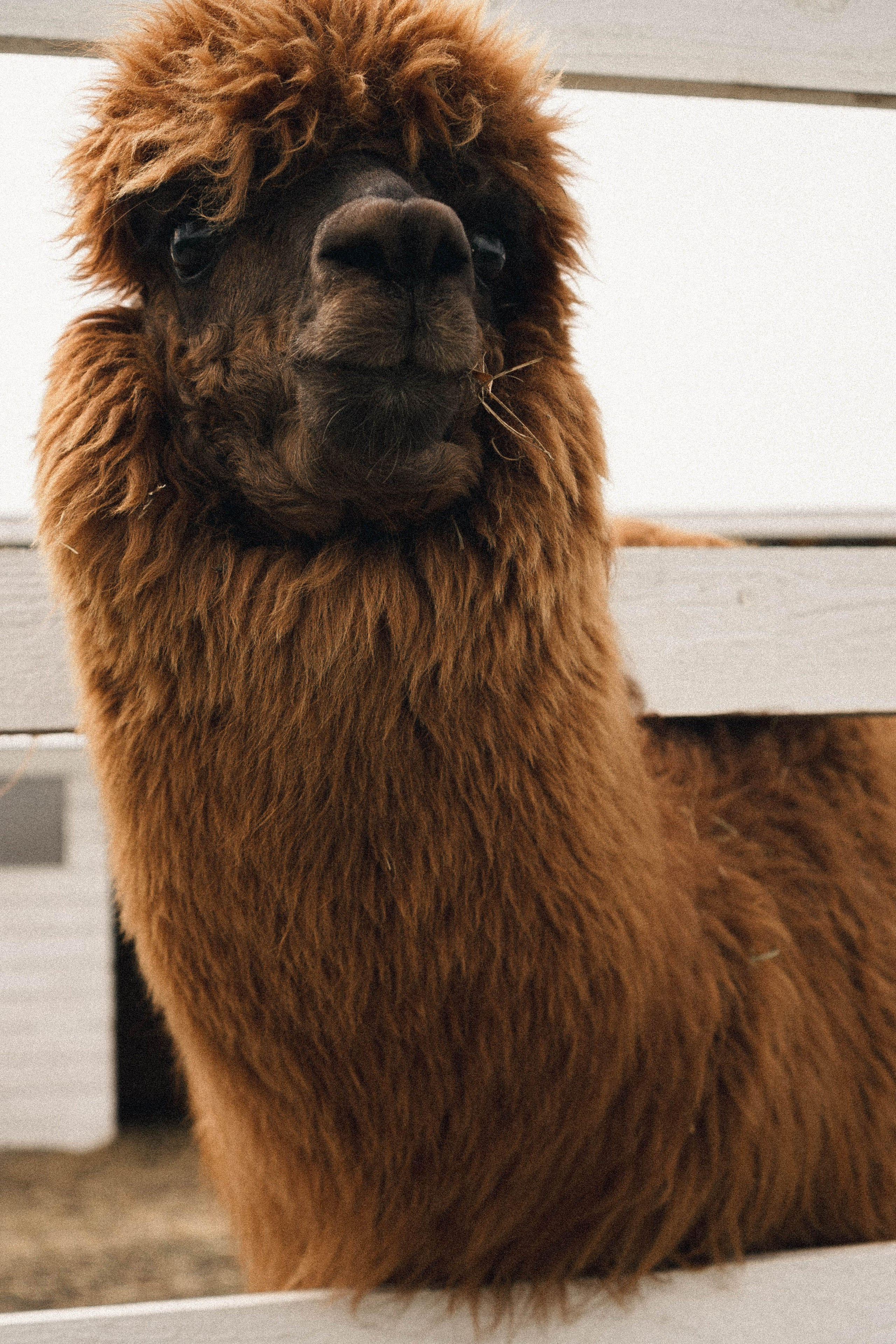 Ферма Альпак. Профессиональный фотограф, Санкт-Петербург — Виктория Богомолова