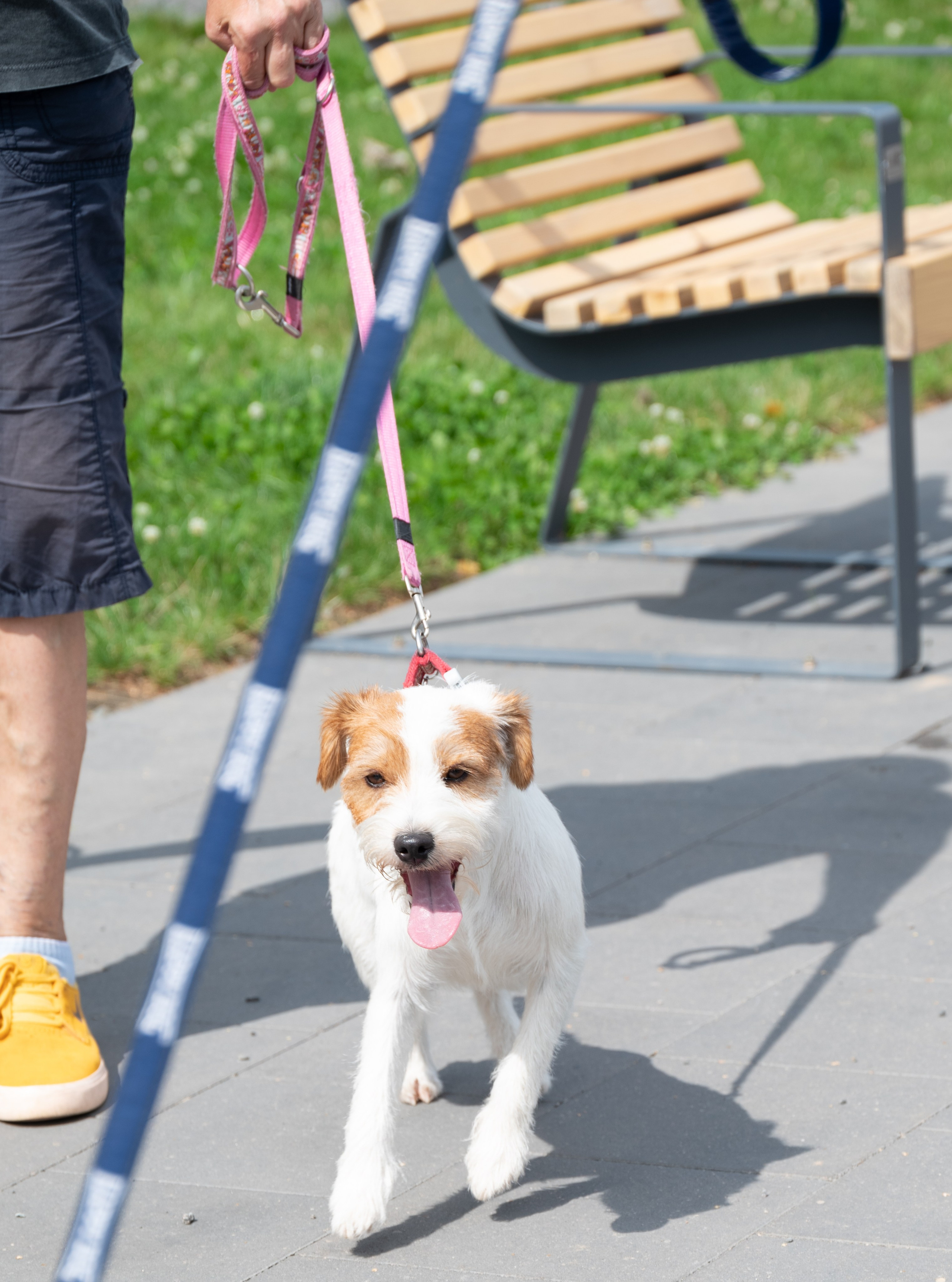Pets Fest. Юлия Чайко, фотограф в Минске