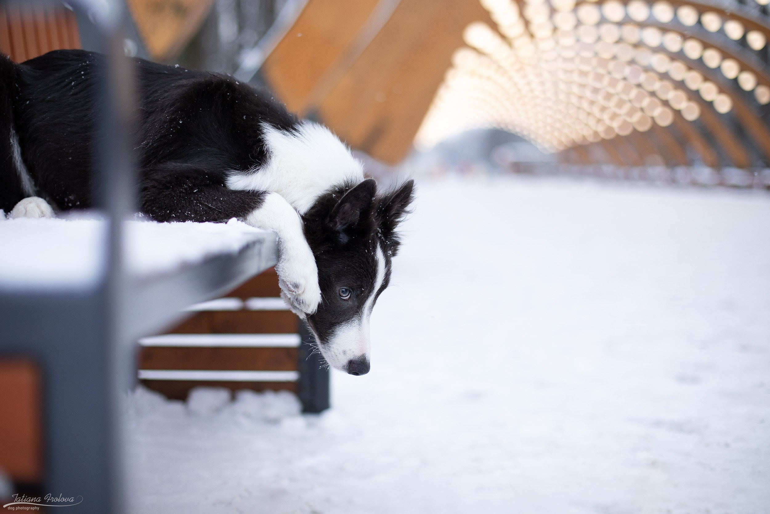 Фотосессия бордер-колли в парке. Фотограф-анималист в Москве и Московской области Татьяна Фролова