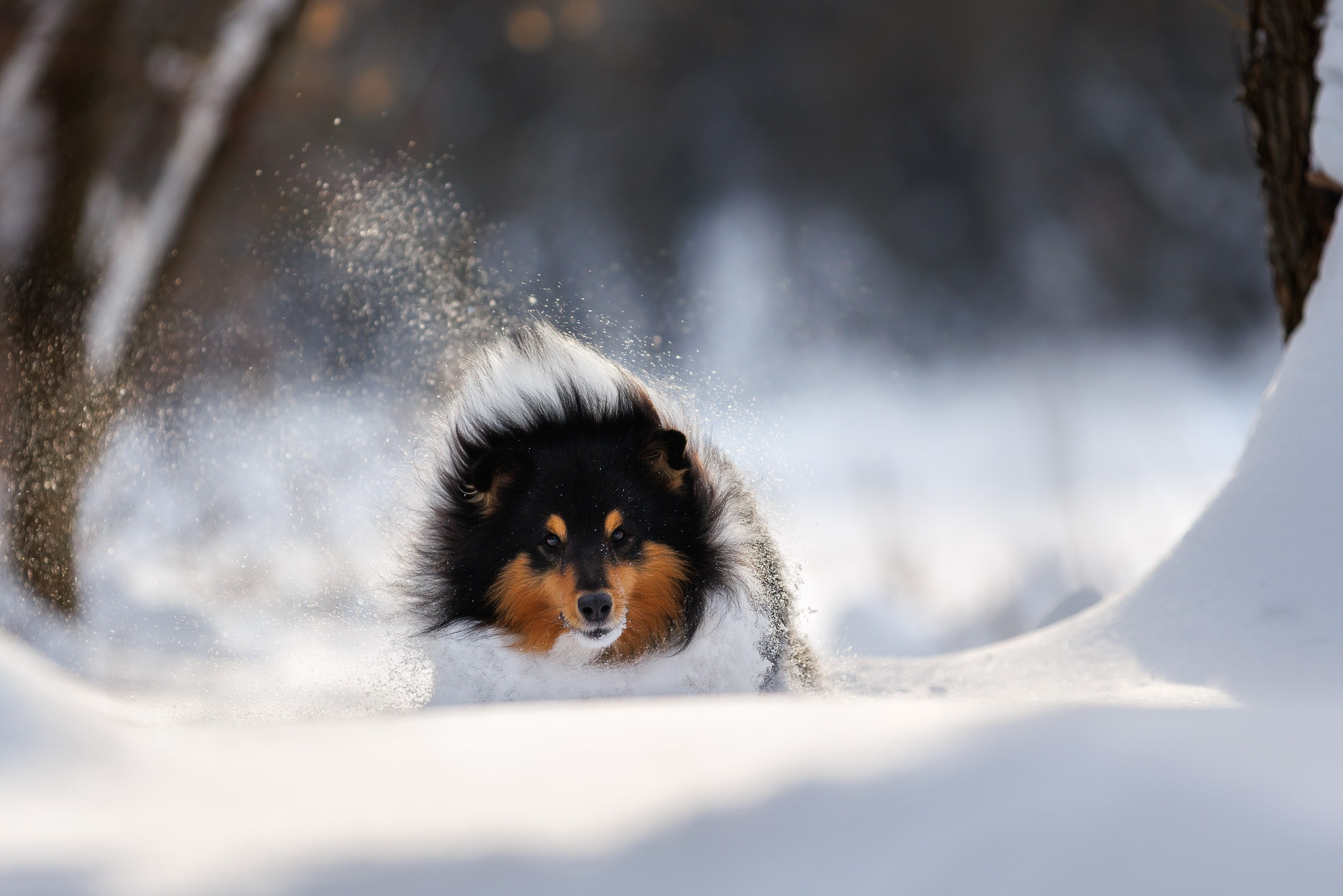 Марик и Дэн. Фотограф-анималист в Москве и Московской области Татьяна Фролова