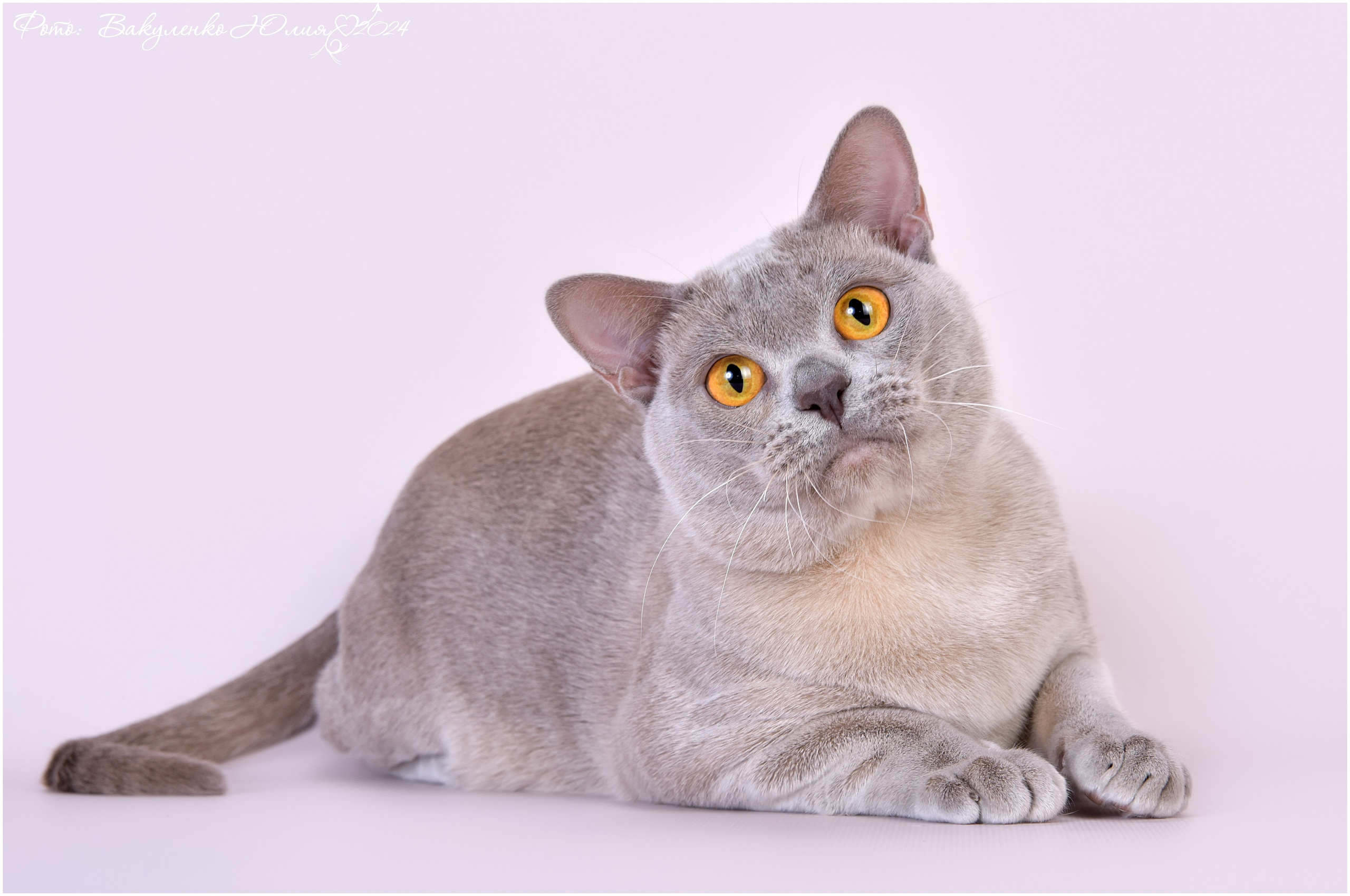 Взрослые. Фотограф анималист | семейный Юлия Вакуленко, г. Краснодар