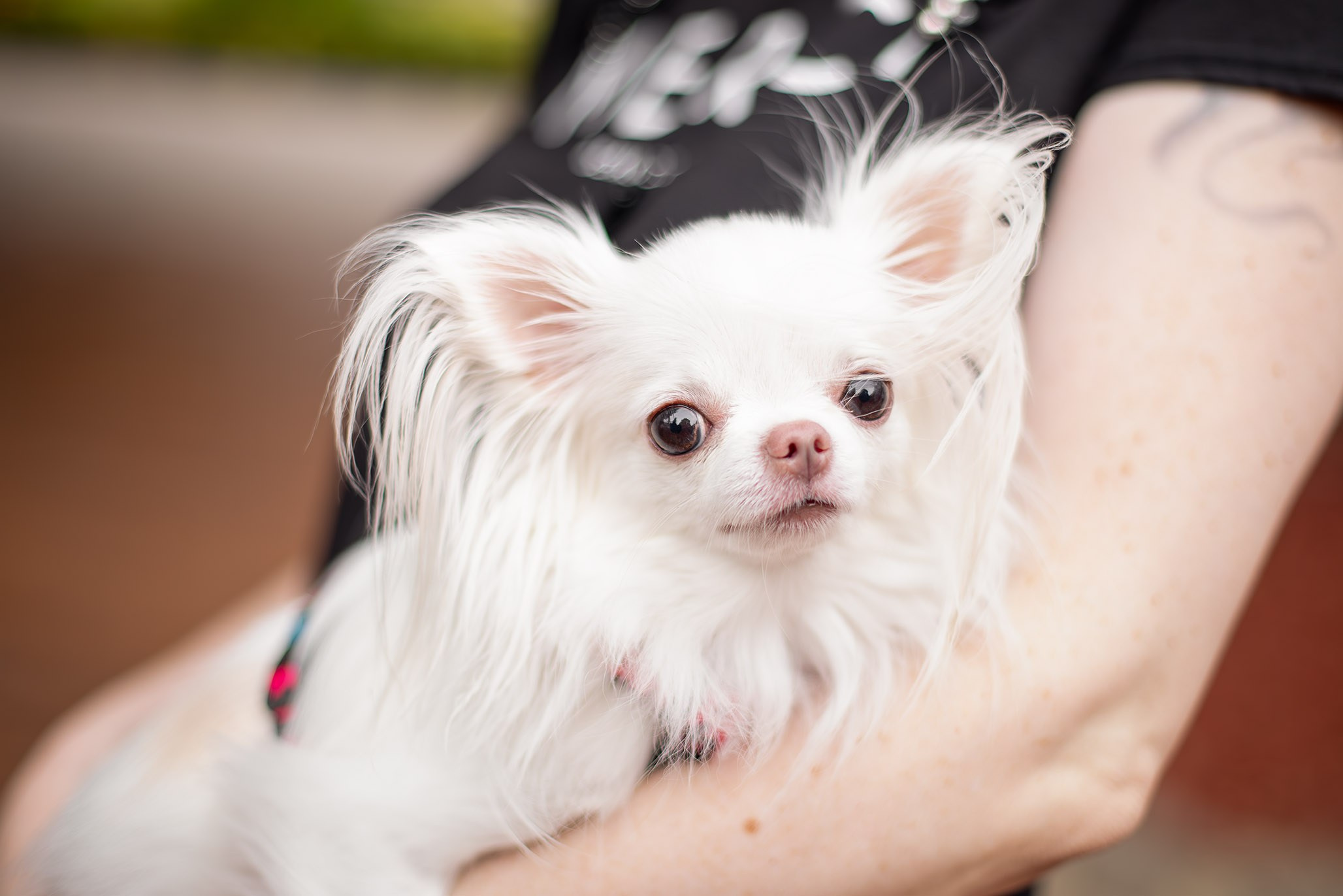 Джесси, Чихуахуа и ее подружка. Ирина Голомб|Фотограф-анималист в  Сочи и Калининграде